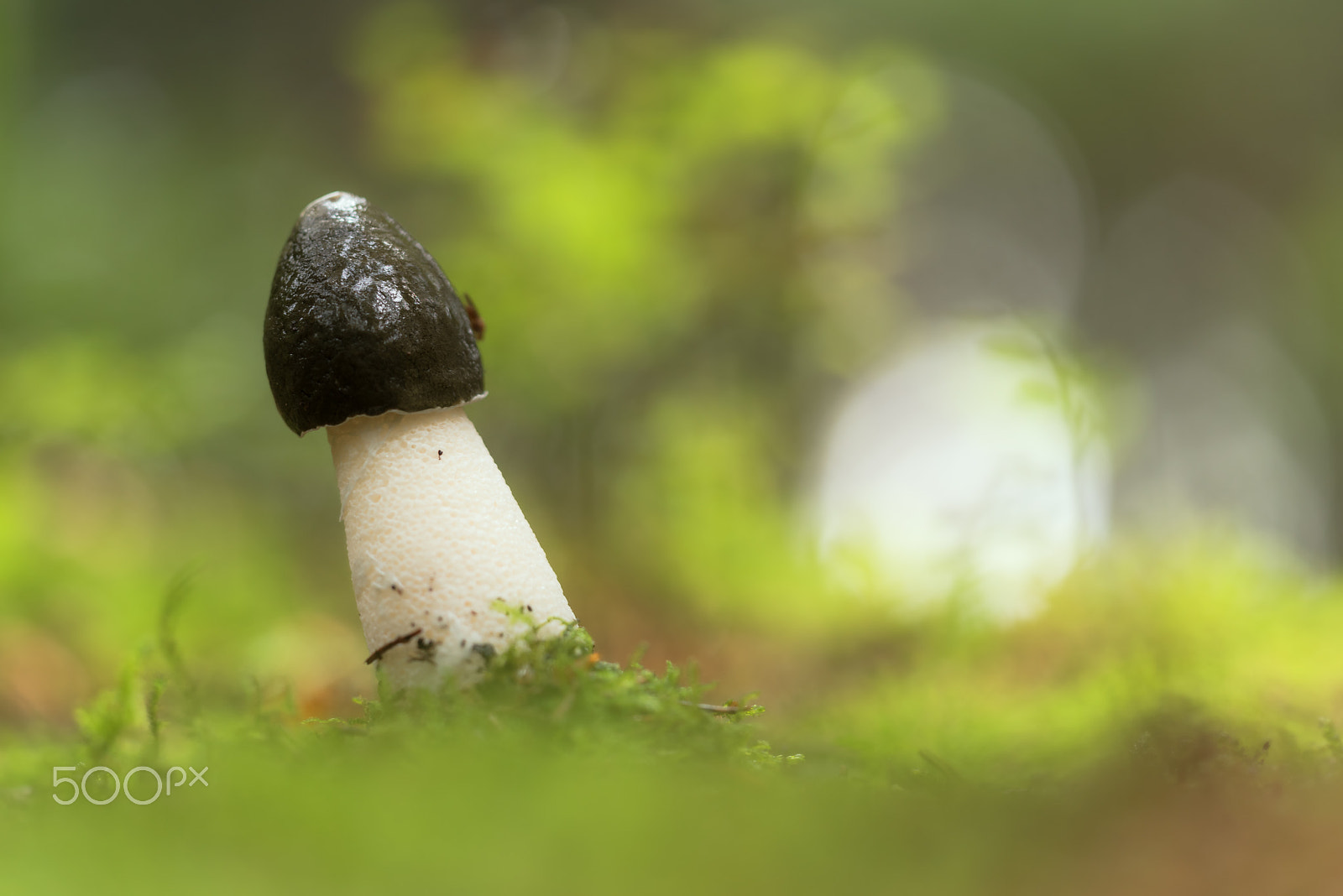 Sigma 150mm F2.8 EX DG Macro HSM sample photo. Phallus impudicus(common stinkhorn) photography