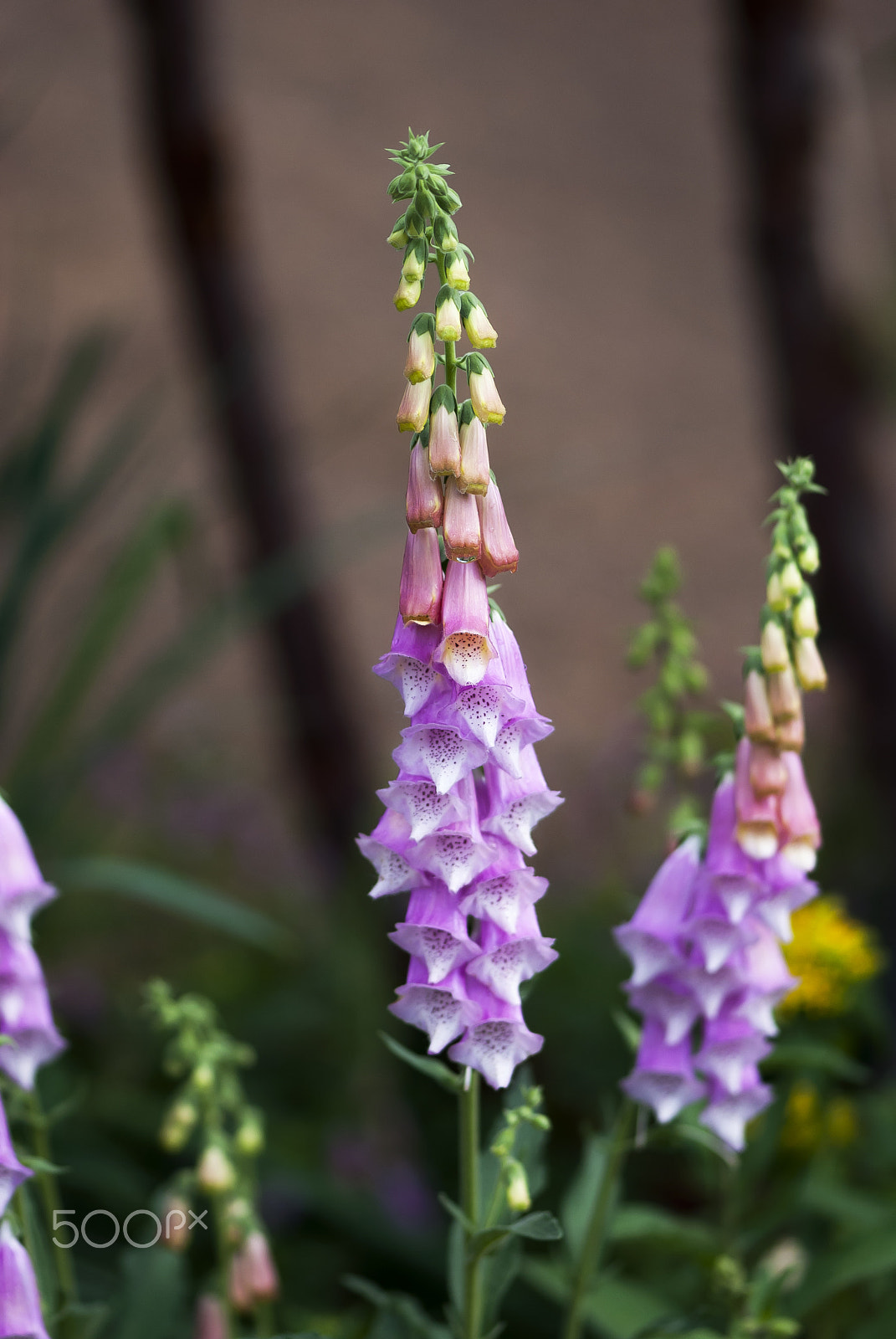Nikon AF-S Micro-Nikkor 105mm F2.8G IF-ED VR sample photo. Foxglove flowers photography