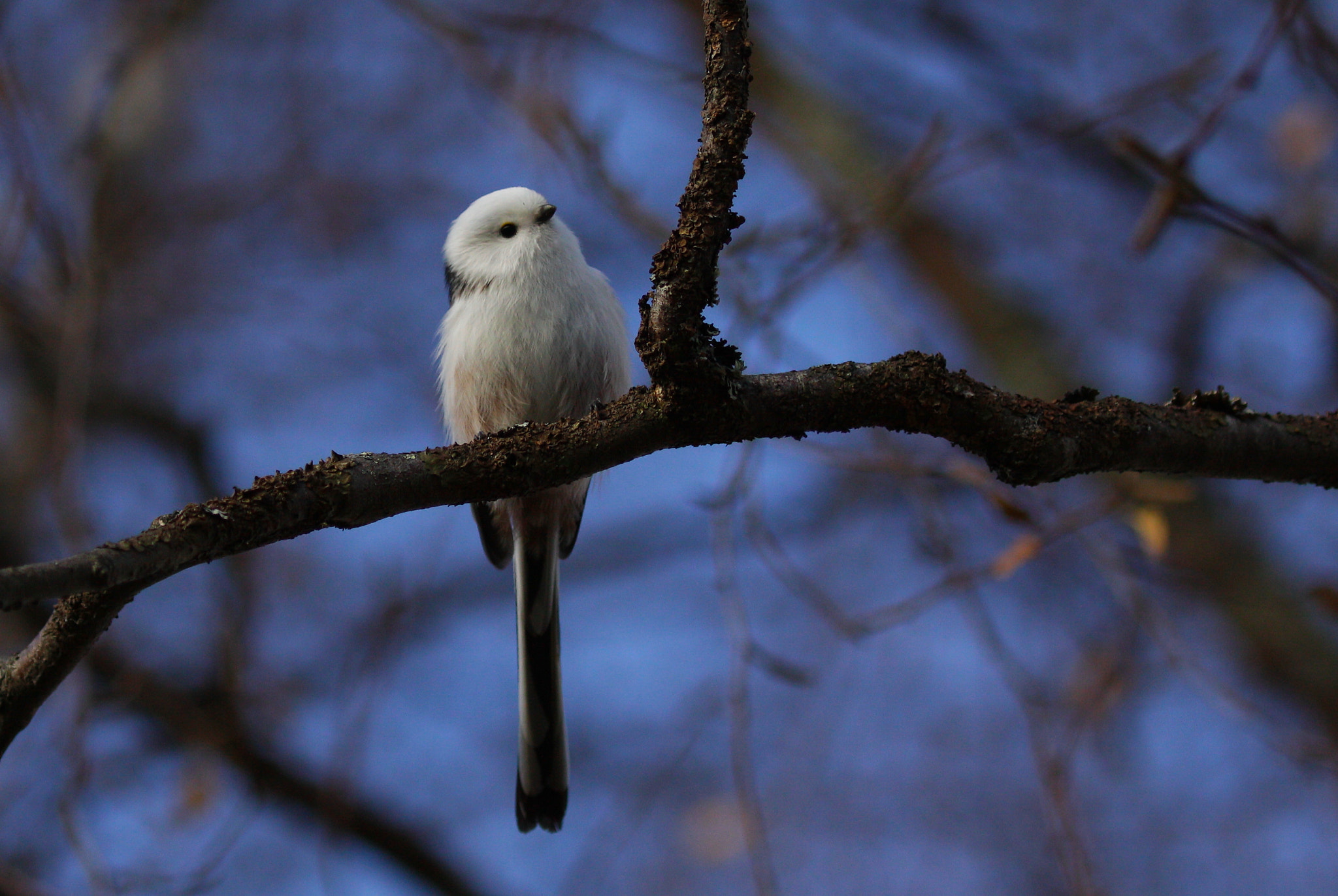 Canon EOS 50D sample photo. Long-tailed tit photography