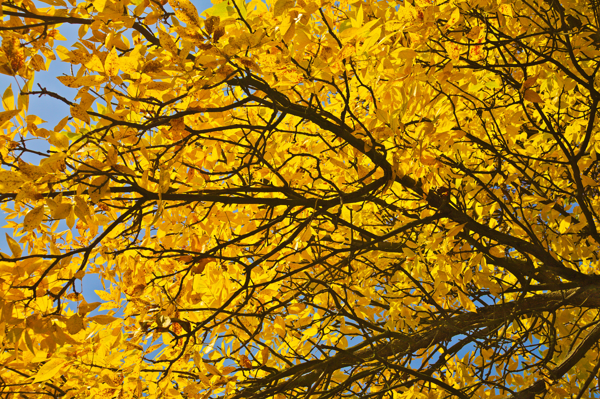 Canon EF 28-80mm f/3.5-5.6 sample photo. Gold photography