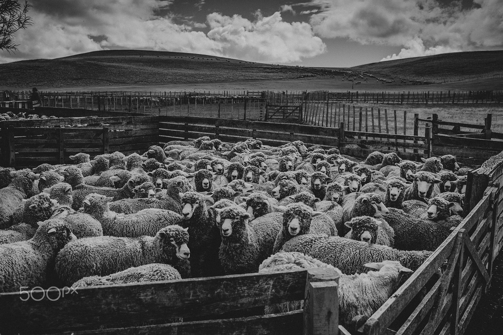 Canon EOS-1D X + Canon EF 35mm F1.4L USM sample photo. Sheep in patagonia waiting to be shorn photography