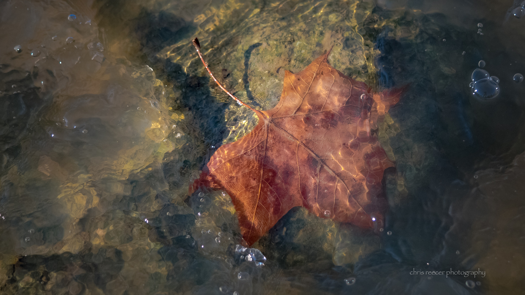 Nikon D500 sample photo. Leaf in the river photography