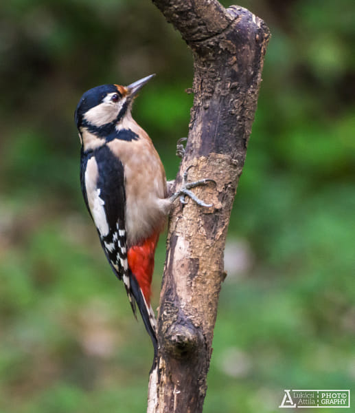 Olympus OM-D E-M10 + Olympus Zuiko Digital ED 70-300mm F4.0-5.6