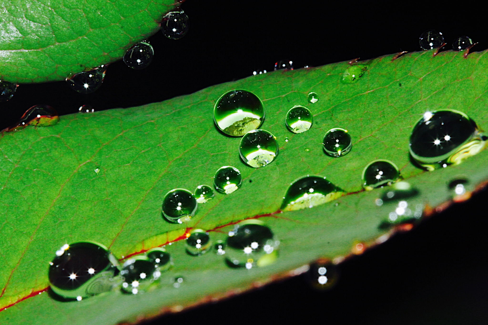 Canon EF 100mm F2.8 Macro USM sample photo. 147 317.jpg photography