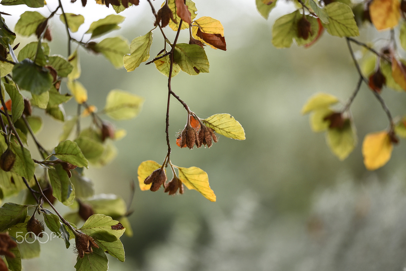 Nikon D750 + Sigma 150mm F2.8 EX DG OS Macro HSM sample photo. Nuts hanging photography