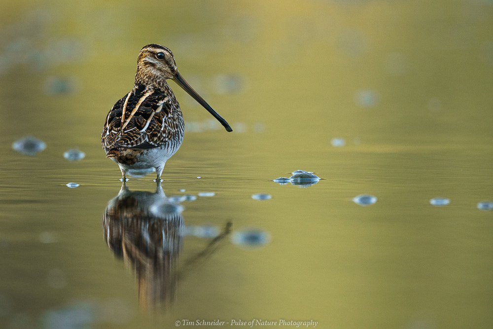 150-600mm F5-6.3 DG OS HSM | Sports 014 sample photo. Common snipe photography