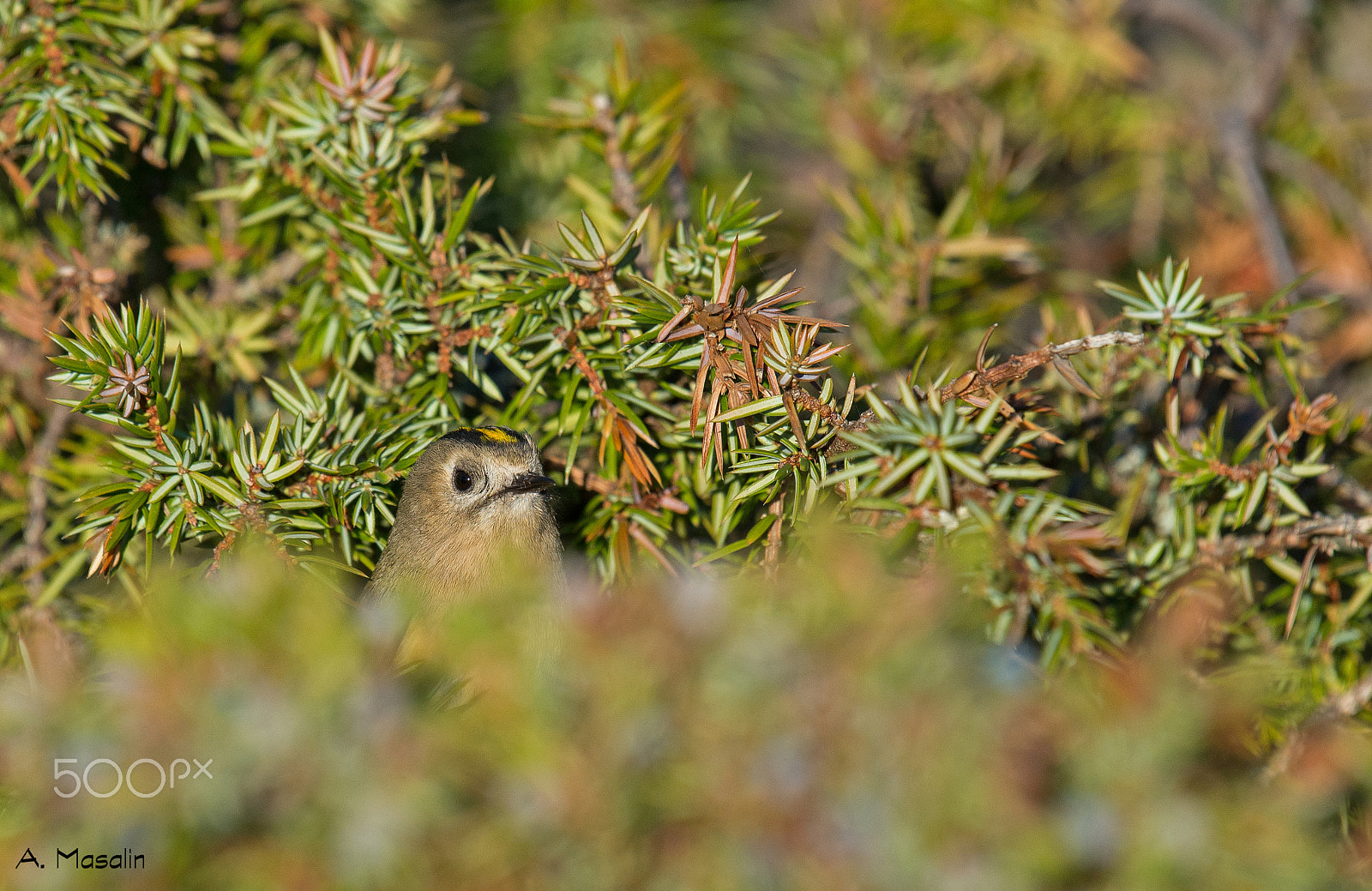 Nikon AF-S Nikkor 200-500mm F5.6E ED VR sample photo. Hiding goldcrest photography