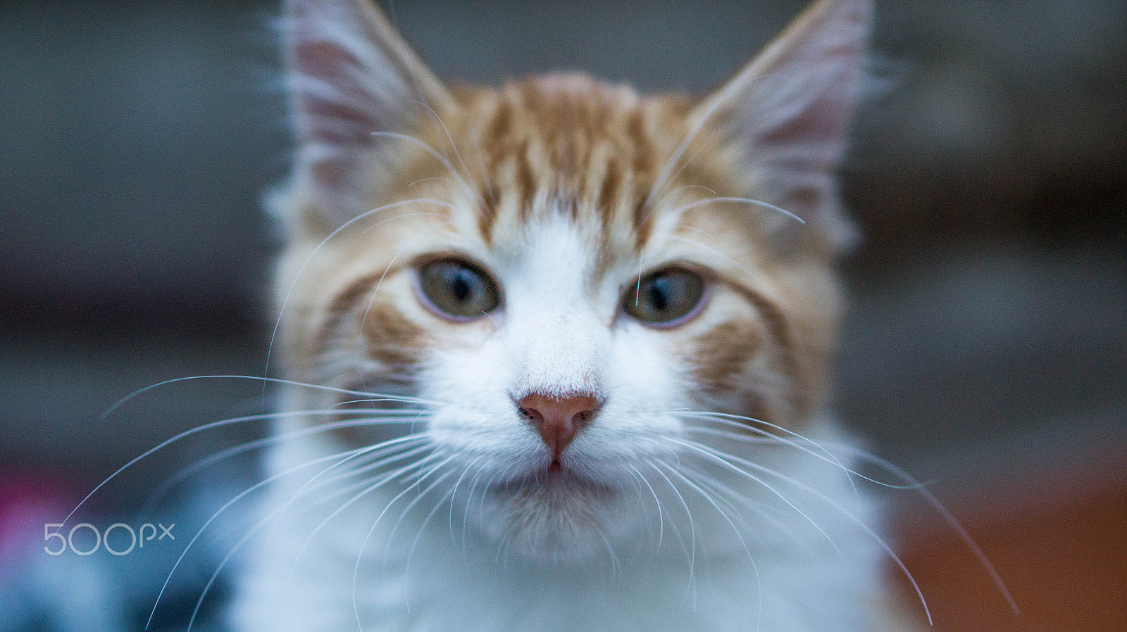 E 50mm F1.8 OSS sample photo. Cappuccino photography