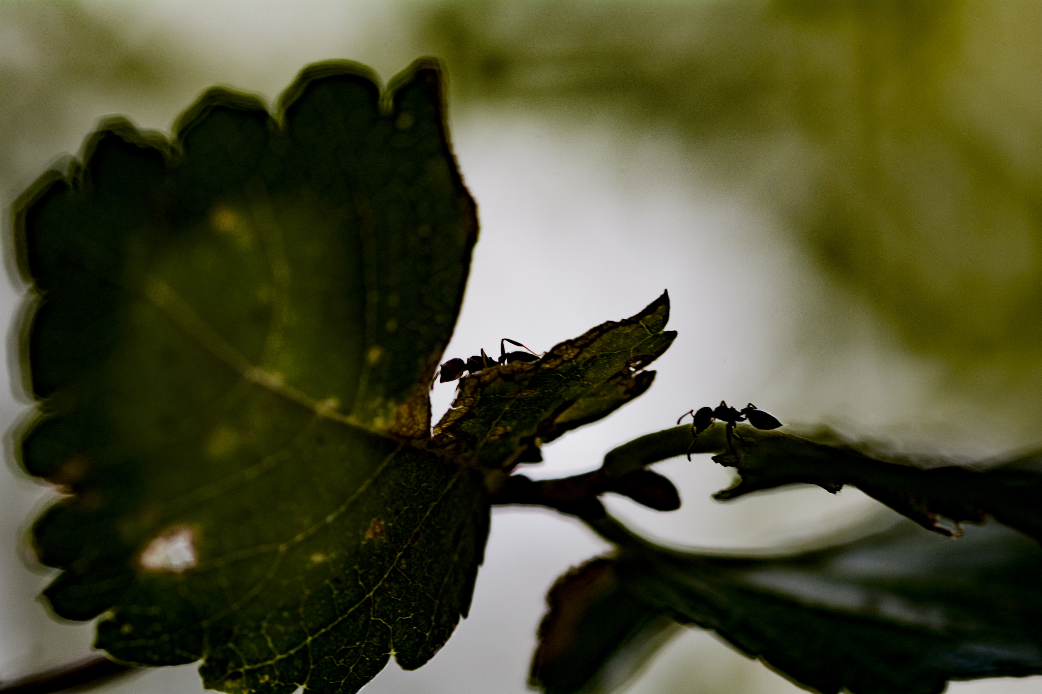 Nikon D7100 + Sigma 105mm F2.8 EX DG Macro sample photo. Ants photography