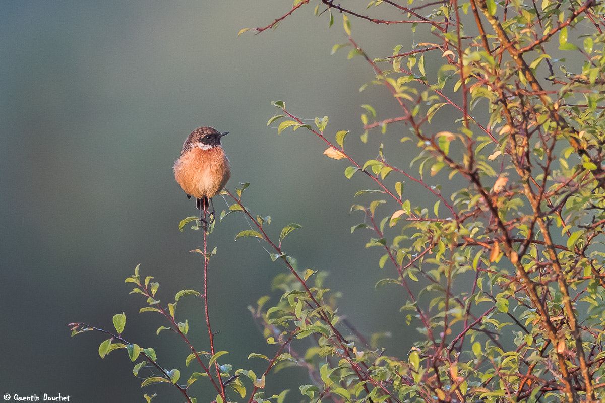 Canon EF 600mm F4L IS II USM sample photo. Tarier pâtre photography