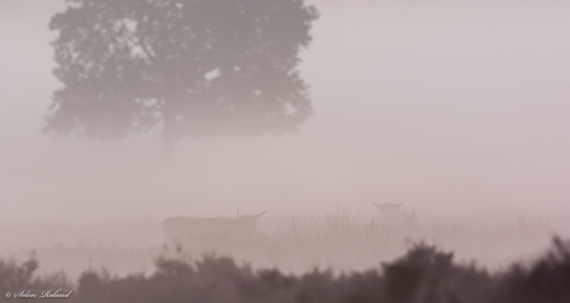 Nikon D7100 + Nikon AF-S Nikkor 500mm F4G ED VR sample photo. Schotse hooglanders in de mist photography