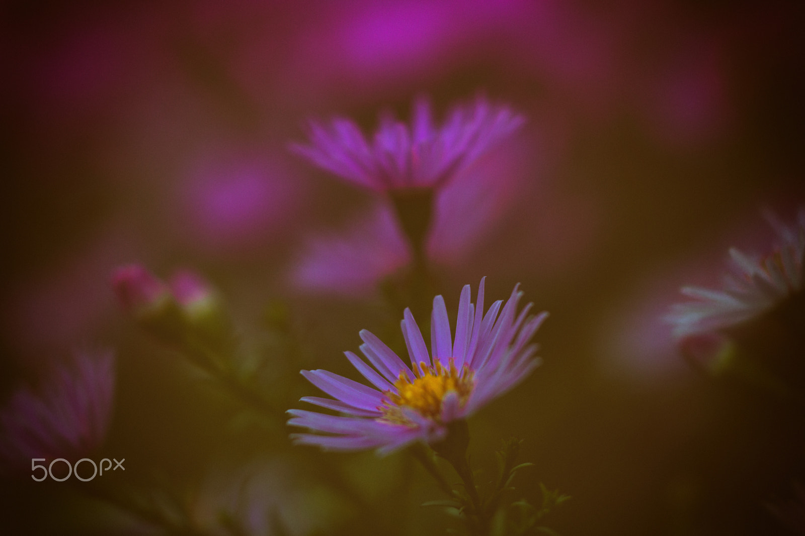 Canon EOS 7D + Sigma APO Macro 150mm f/2.8 EX DG HSM sample photo. Flowering photography