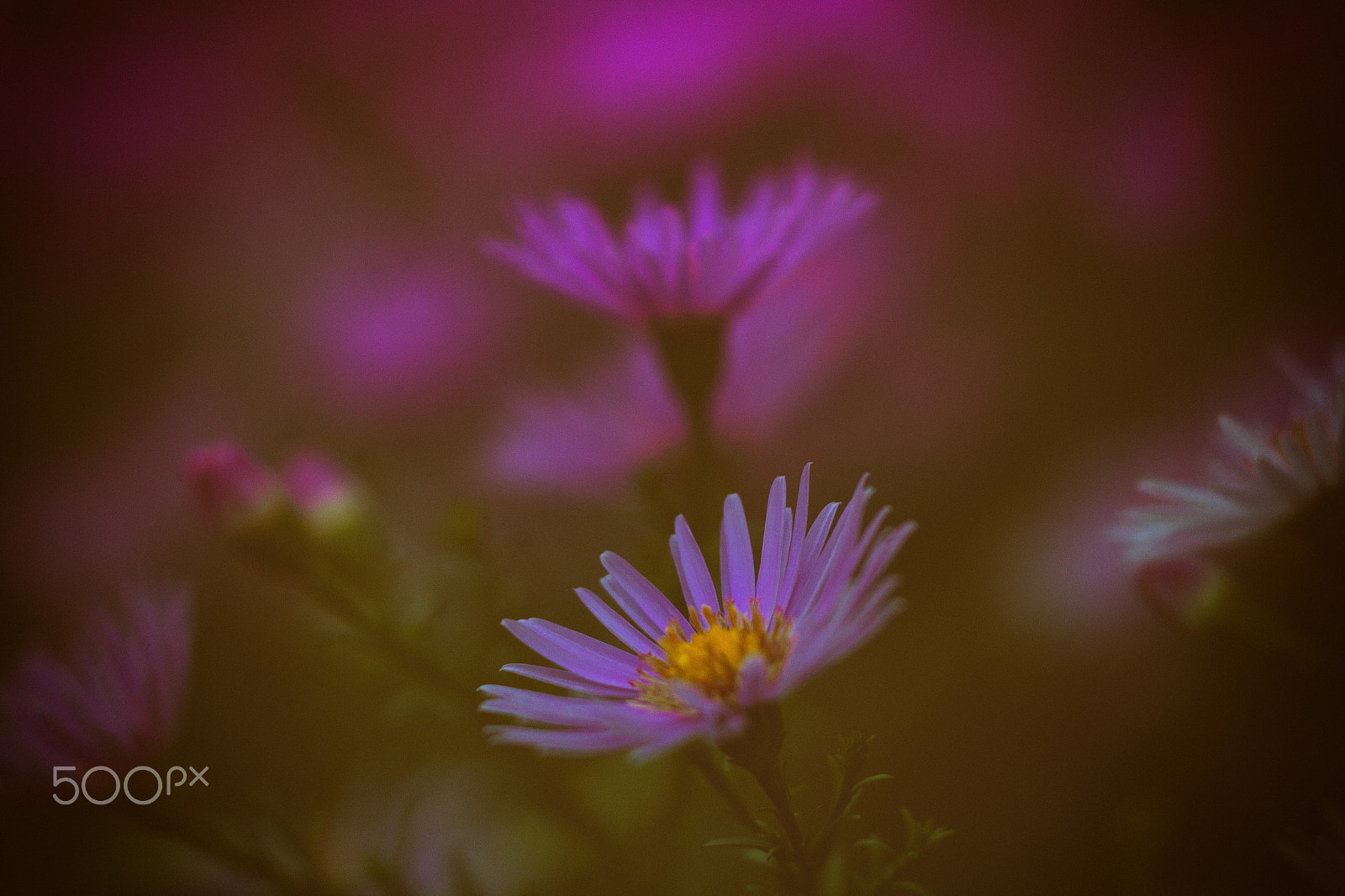Sigma APO Macro 150mm f/2.8 EX DG HSM sample photo. Flowering photography