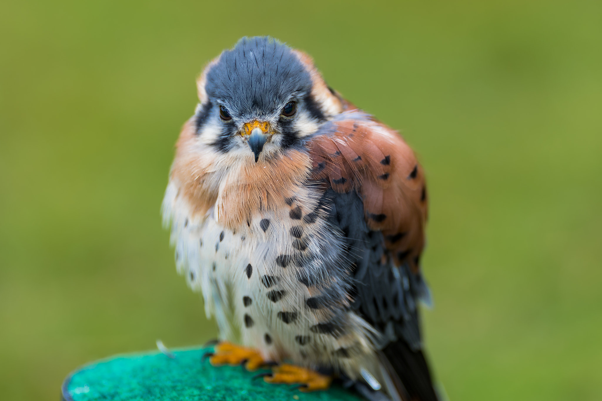 Canon EF 200mm F2L IS USM sample photo. Falcon... photography