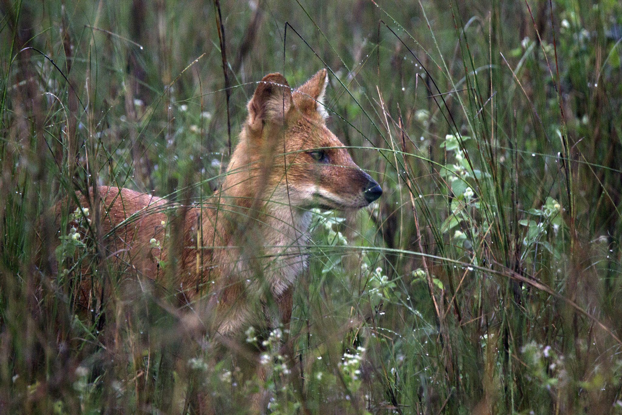 Tamron SP 150-600mm F5-6.3 Di VC USD sample photo. Kanha national  park photography