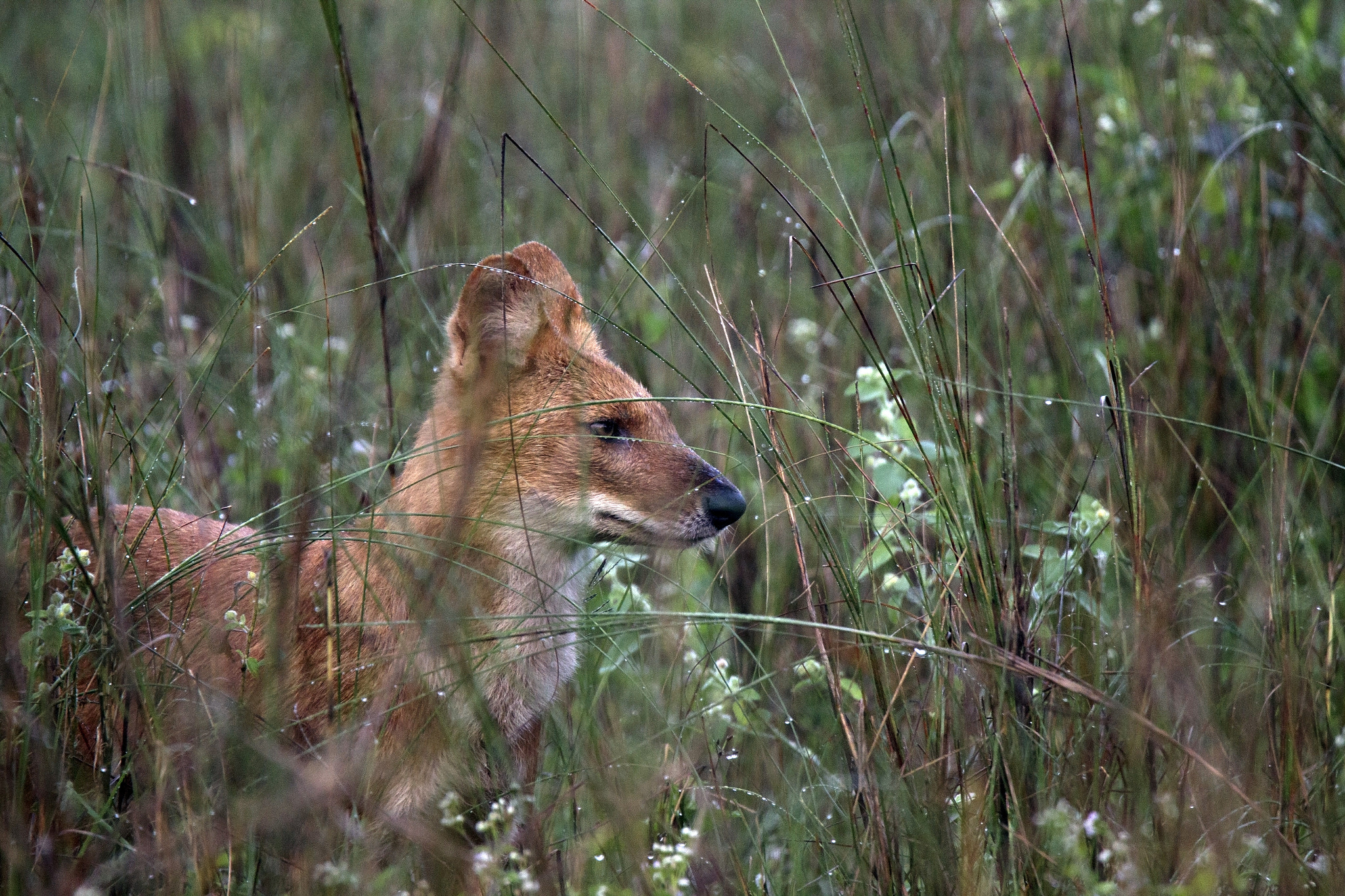 Tamron SP 150-600mm F5-6.3 Di VC USD sample photo. Kanha national  park photography