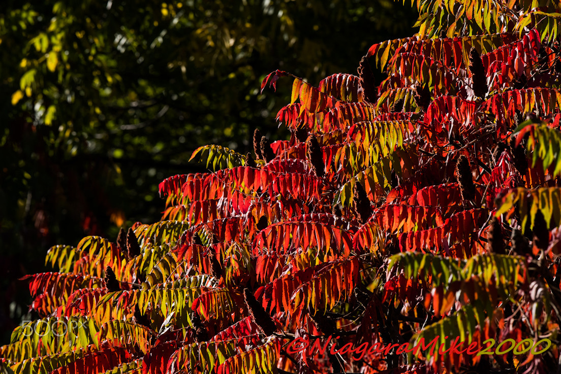 Nikon AF-S Nikkor 400mm F2.8E FL ED VR sample photo. The flavours of fall. photography