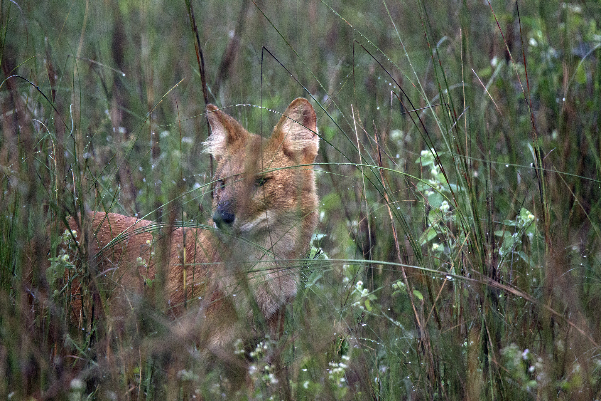 Tamron SP 150-600mm F5-6.3 Di VC USD sample photo. Kanha national  park photography