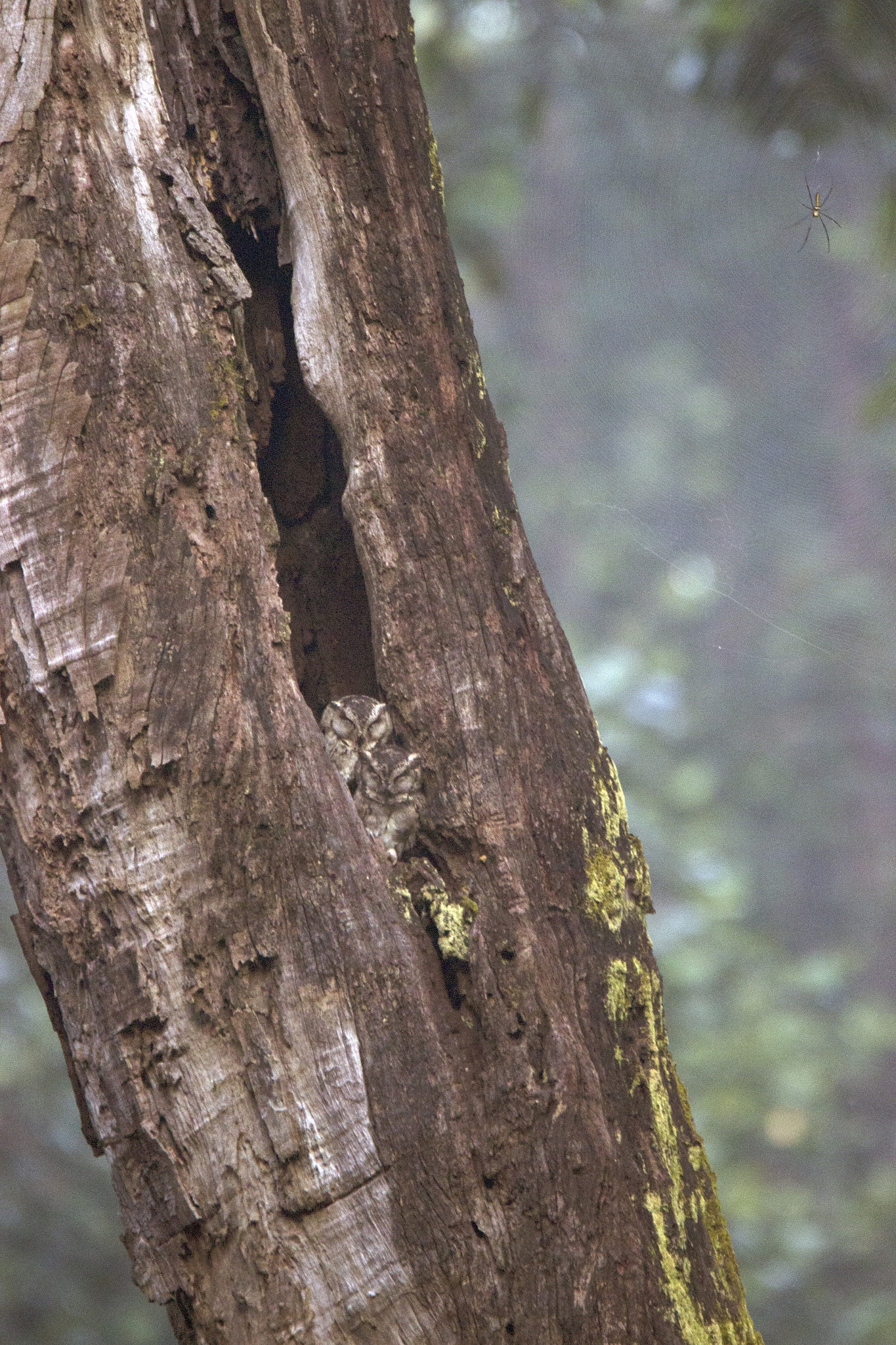Tamron SP 150-600mm F5-6.3 Di VC USD sample photo. Kanha national  park photography