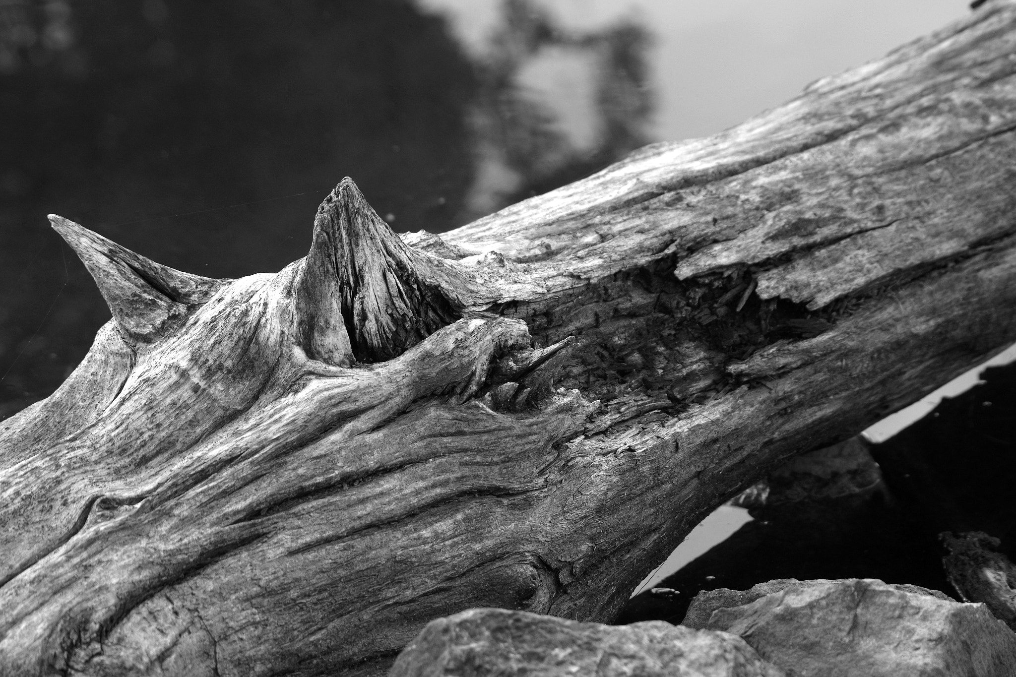 Samsung/Schneider D-XENON 50-200mm F4-5.6 ED sample photo. Weathered photography