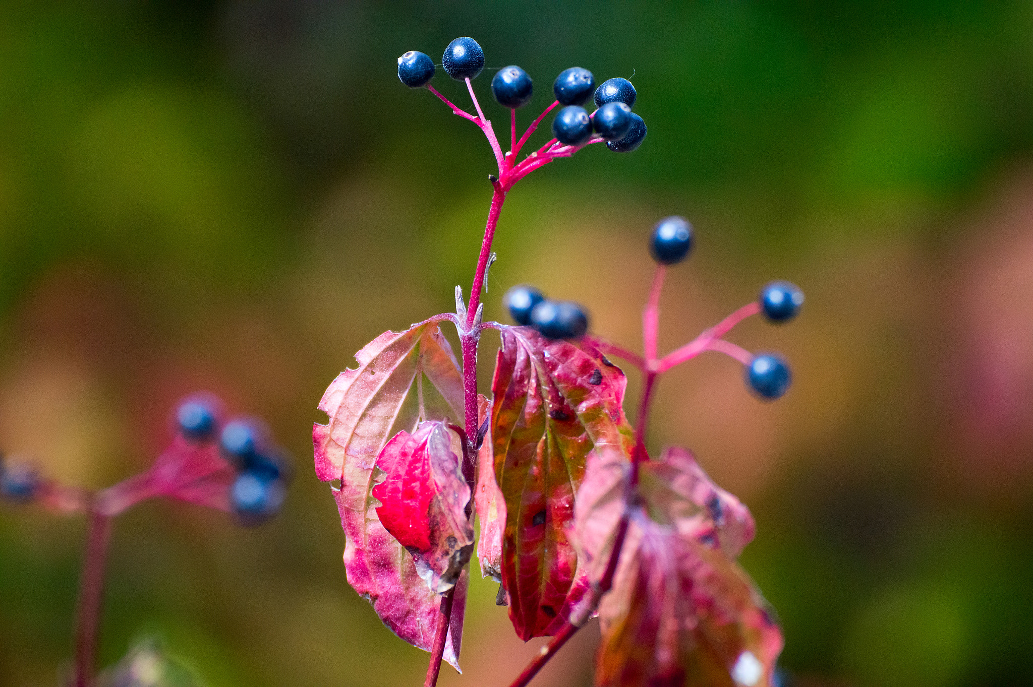 Tamron SP 70-300mm F4-5.6 Di USD sample photo. .... photography