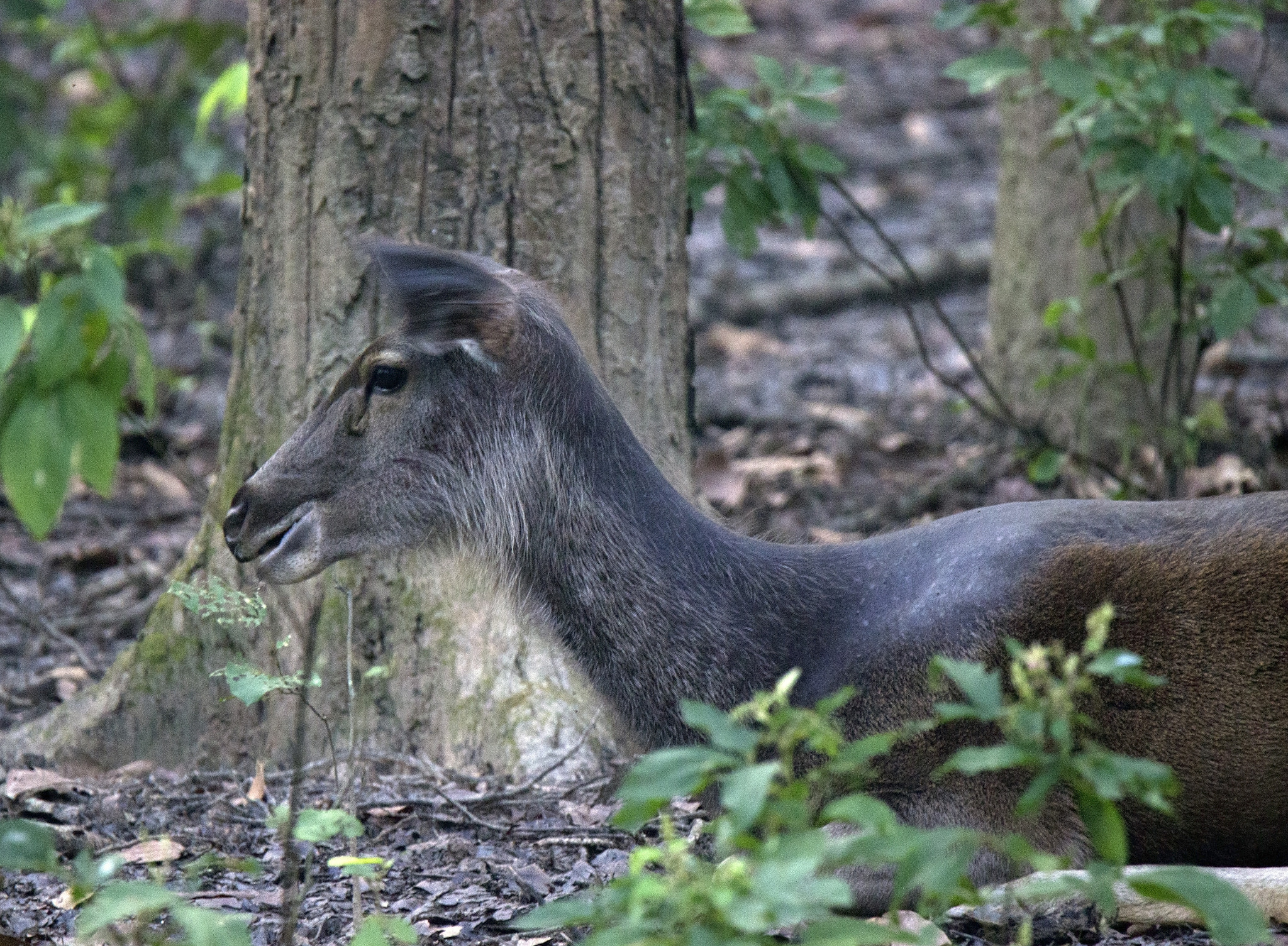 Tamron SP 150-600mm F5-6.3 Di VC USD sample photo. Kanha national  park photography
