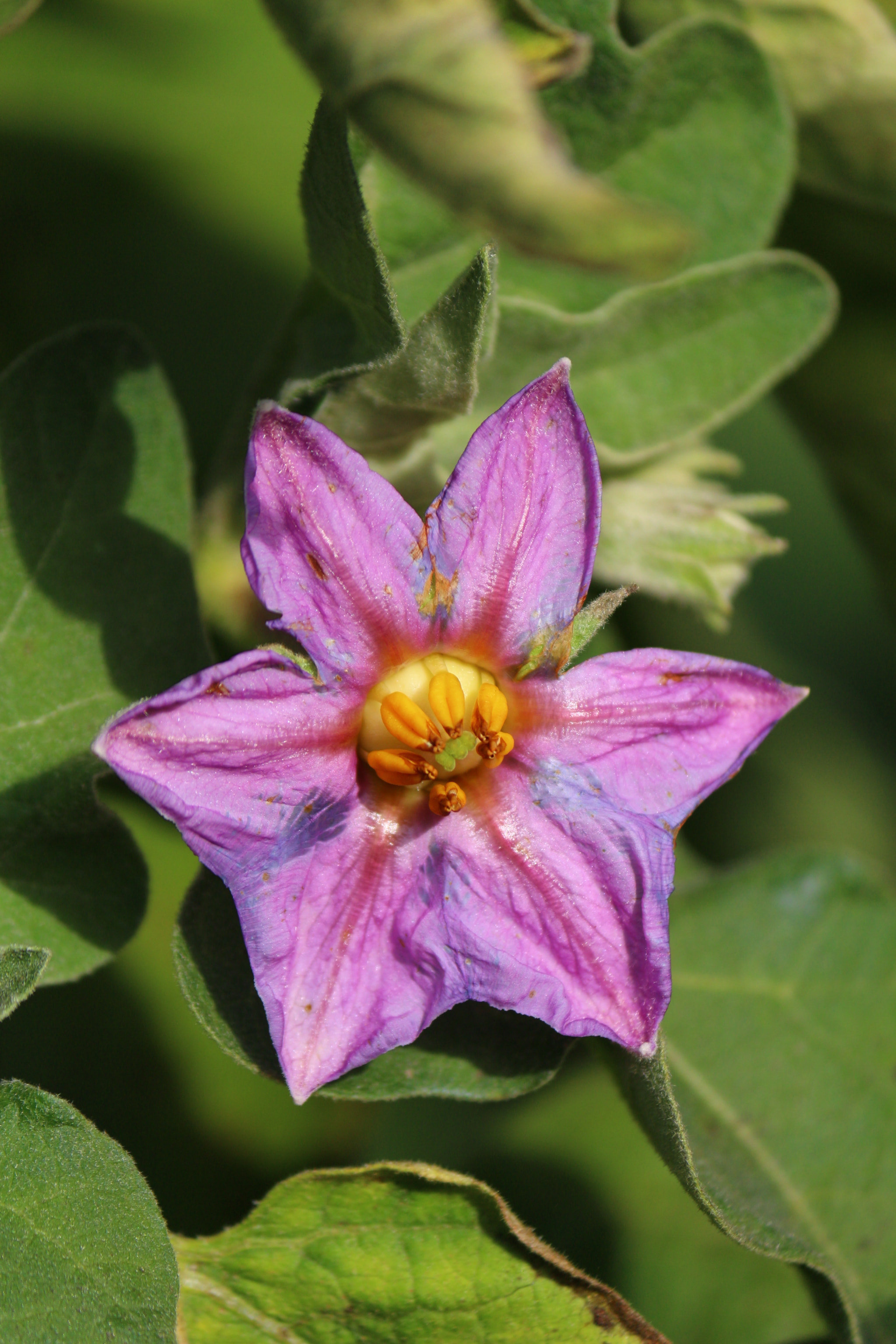 Canon EF-S 55-250mm F4-5.6 IS II sample photo. The eggplant flower photography