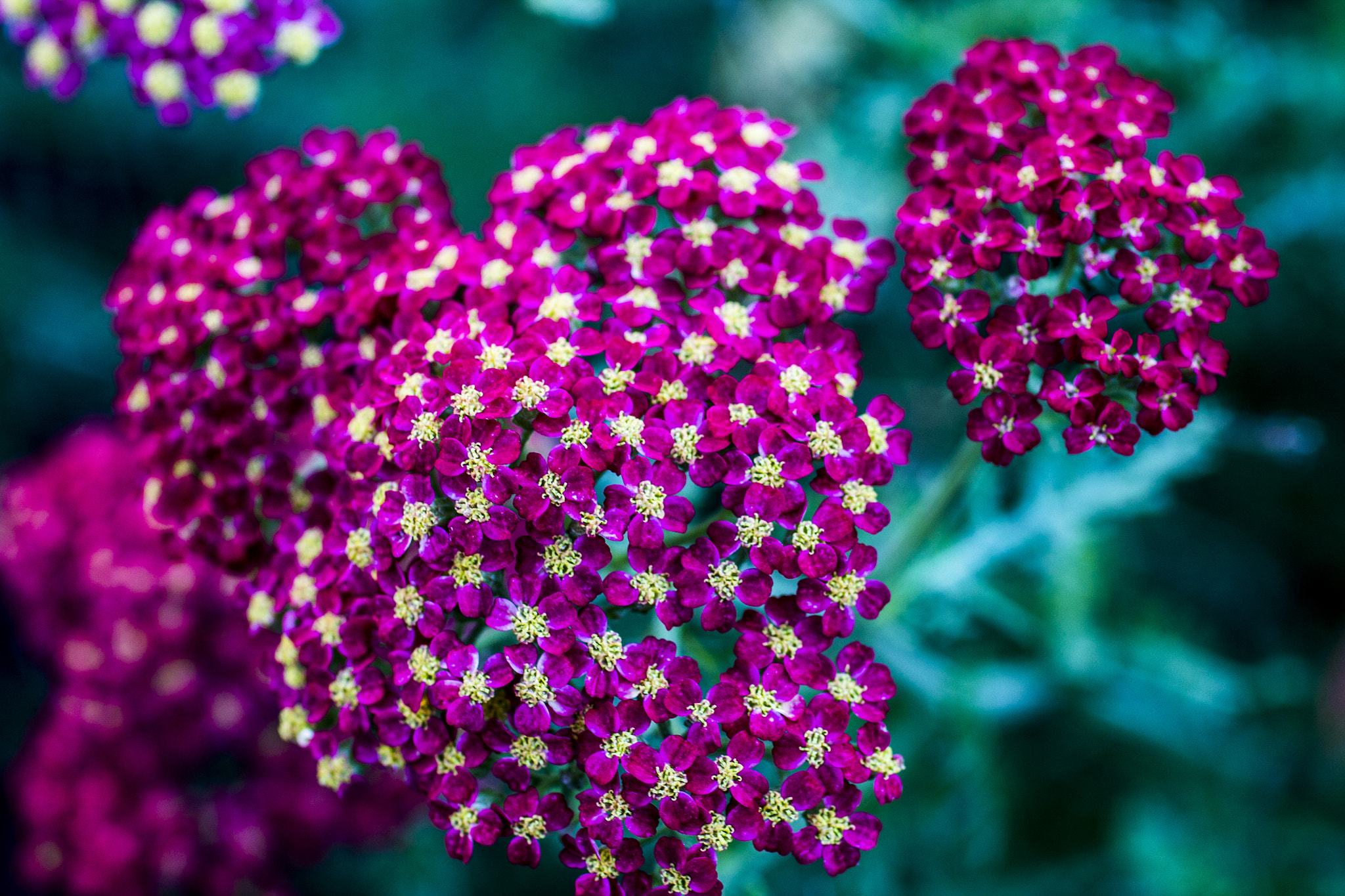 Canon EF 50mm F2.5 Macro sample photo. Img photography