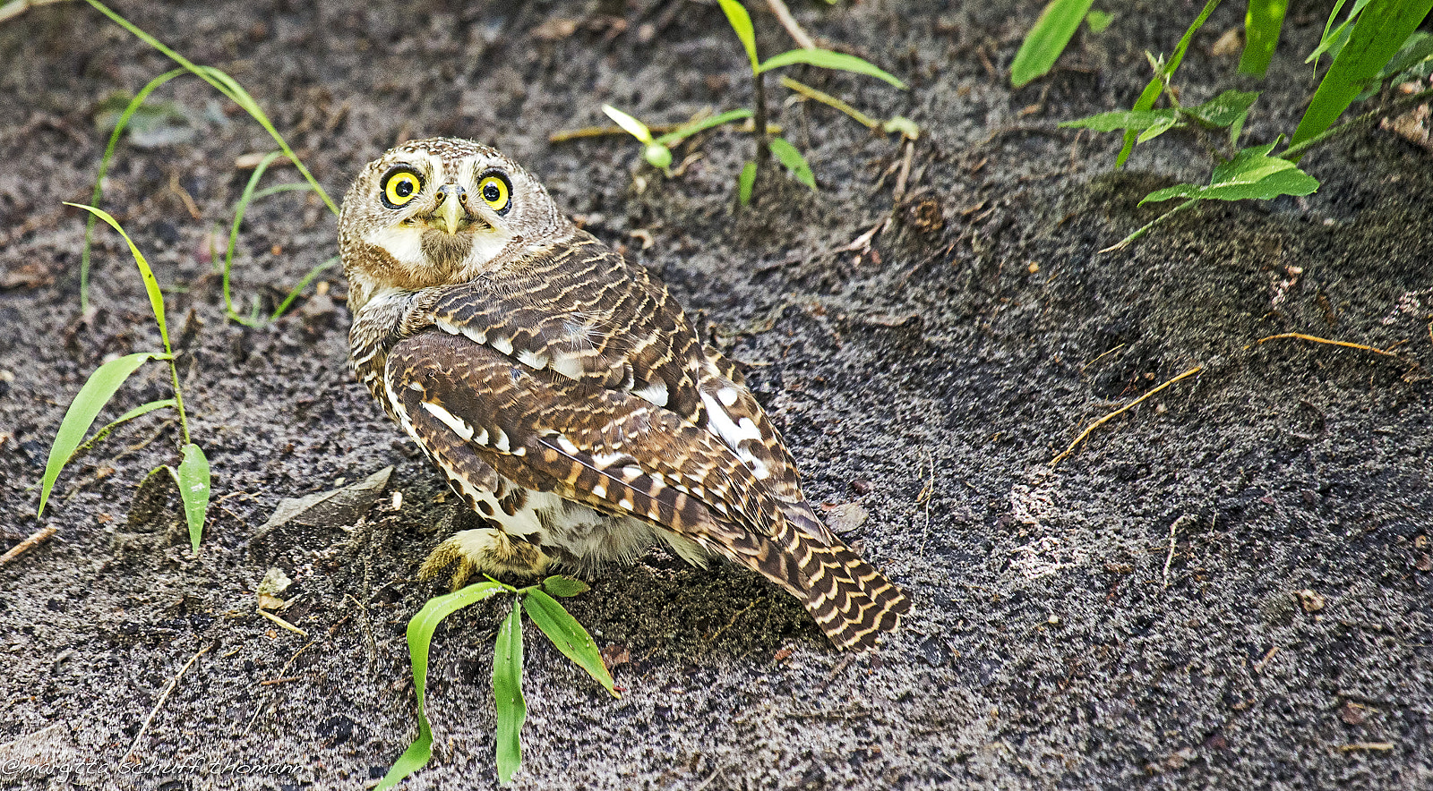 Canon EF 100-400mm F4.5-5.6L IS USM sample photo. Pearl spotted owlet .. photography