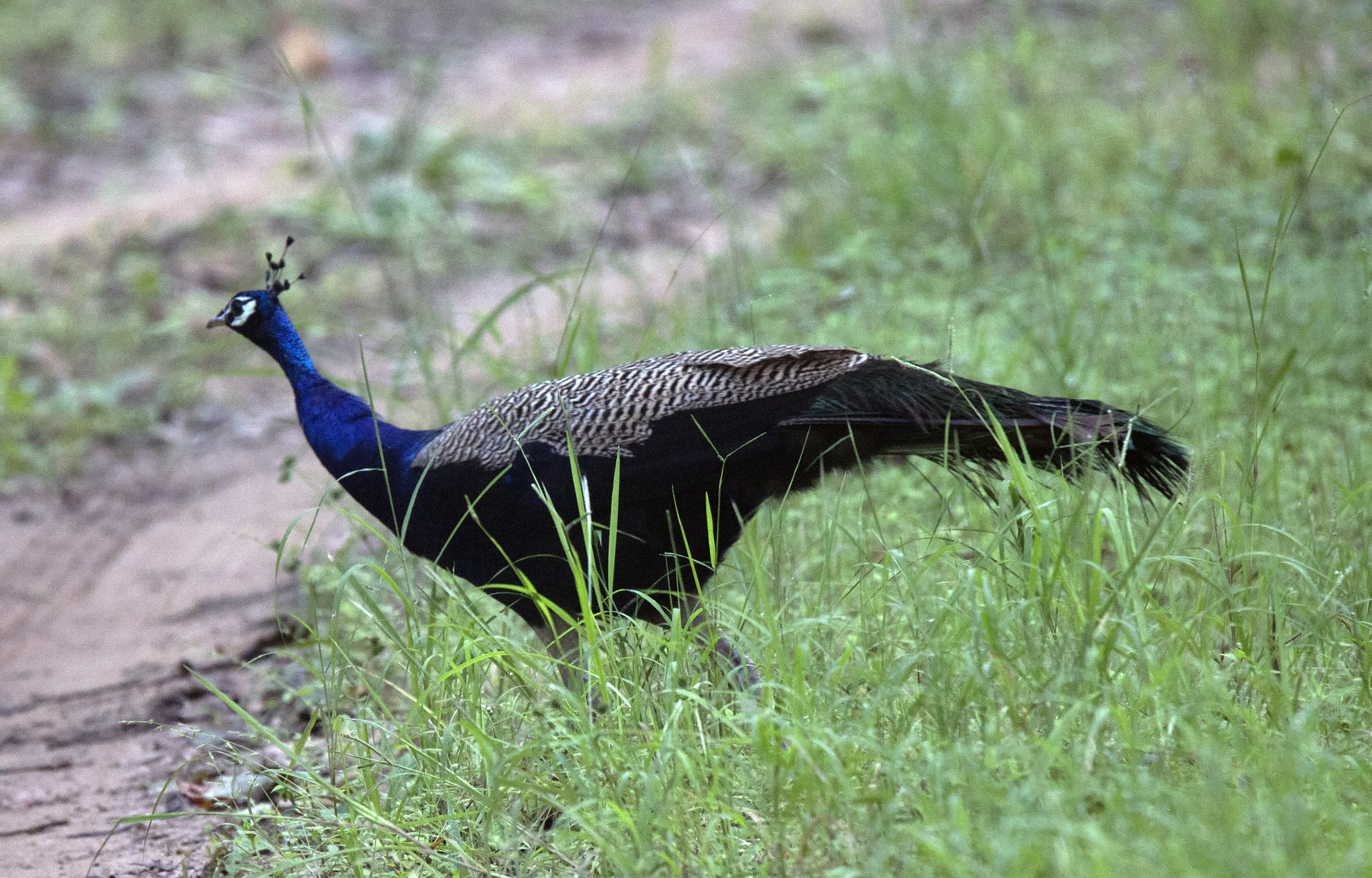 Tamron SP 150-600mm F5-6.3 Di VC USD sample photo. Kanha national  park photography