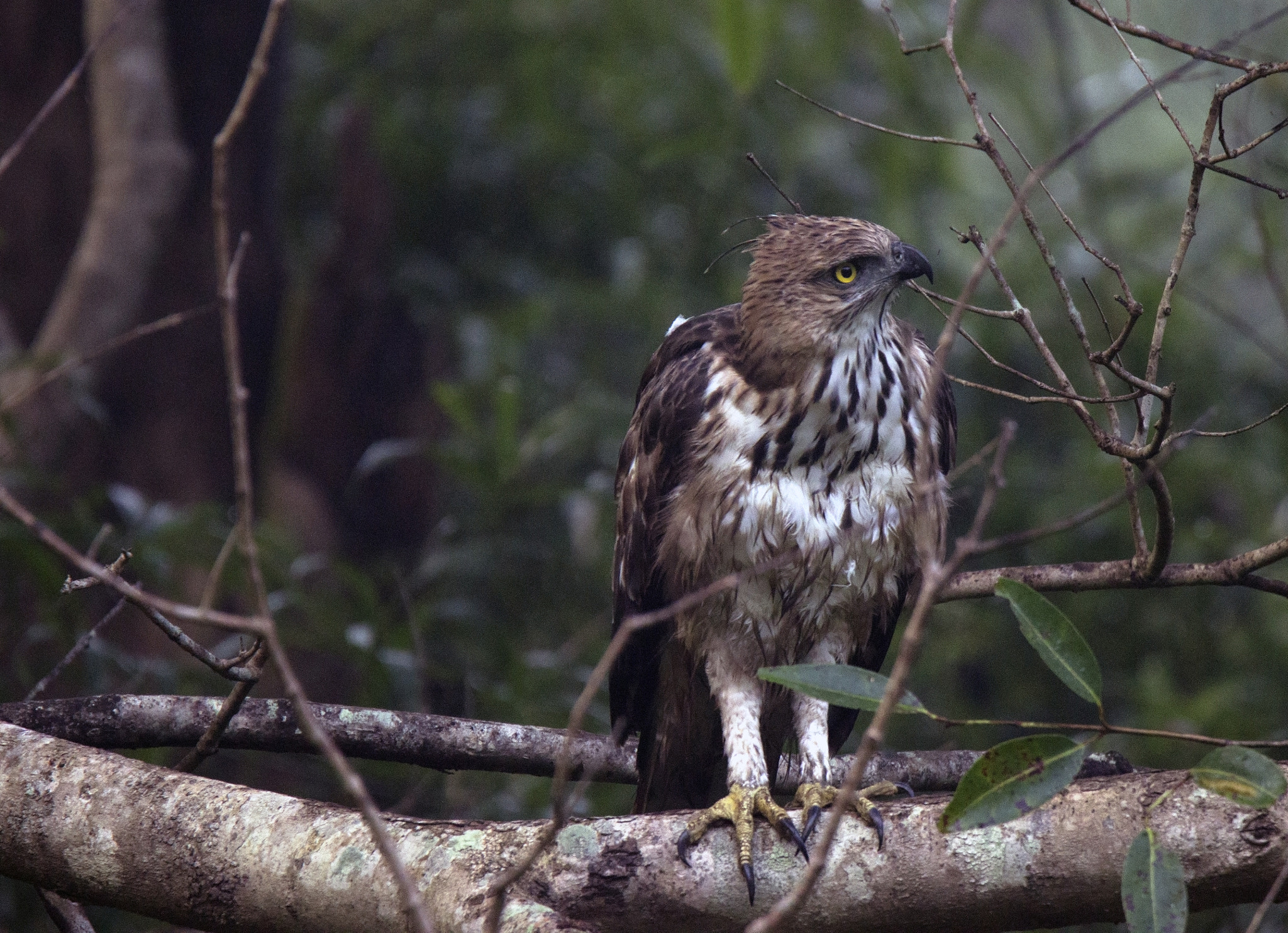 Tamron SP 150-600mm F5-6.3 Di VC USD sample photo. Kanha national  park photography