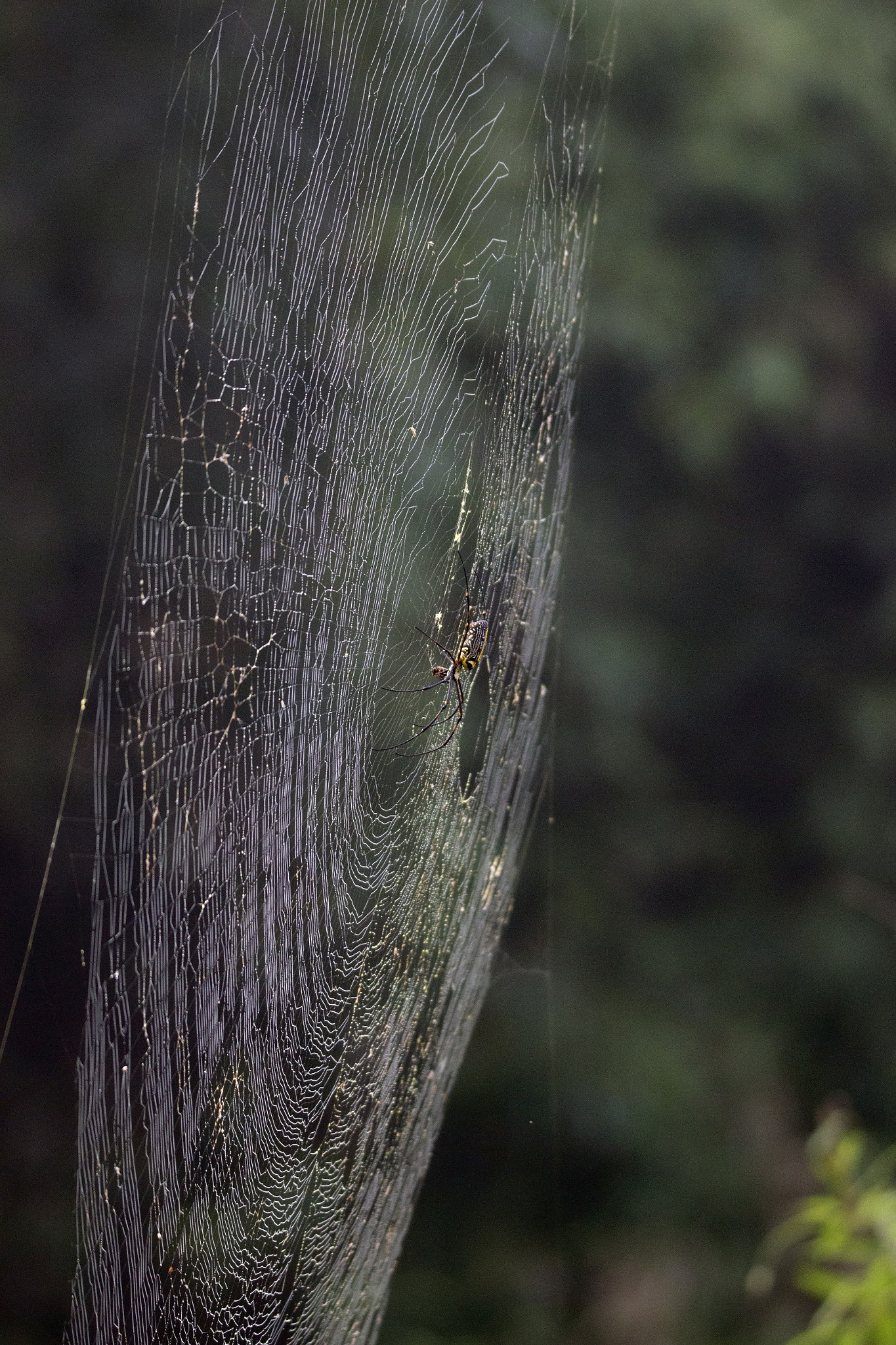 Tamron SP 150-600mm F5-6.3 Di VC USD sample photo. Kanha national  park photography