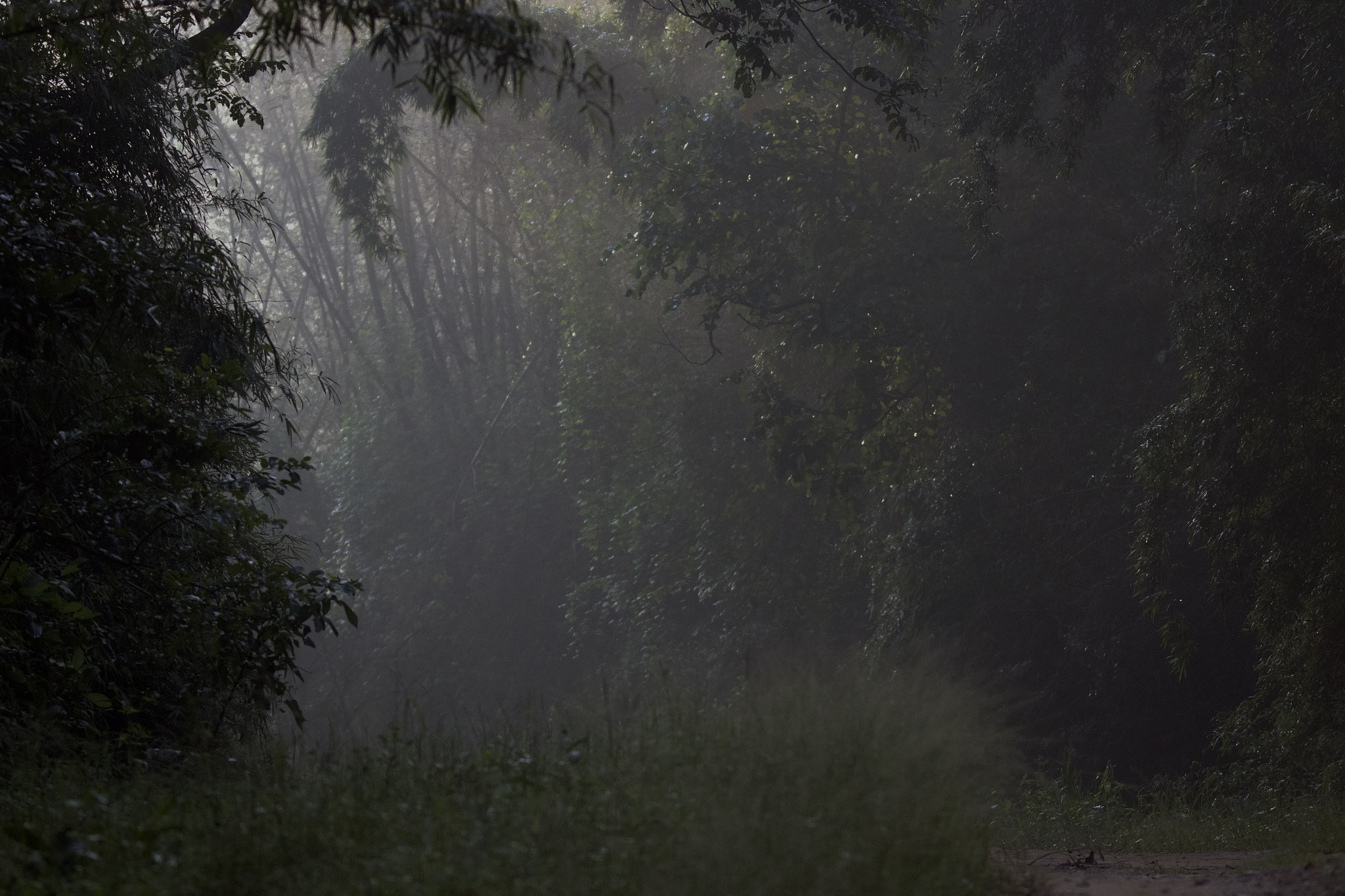 Tamron SP 150-600mm F5-6.3 Di VC USD sample photo. Kanha national  park photography