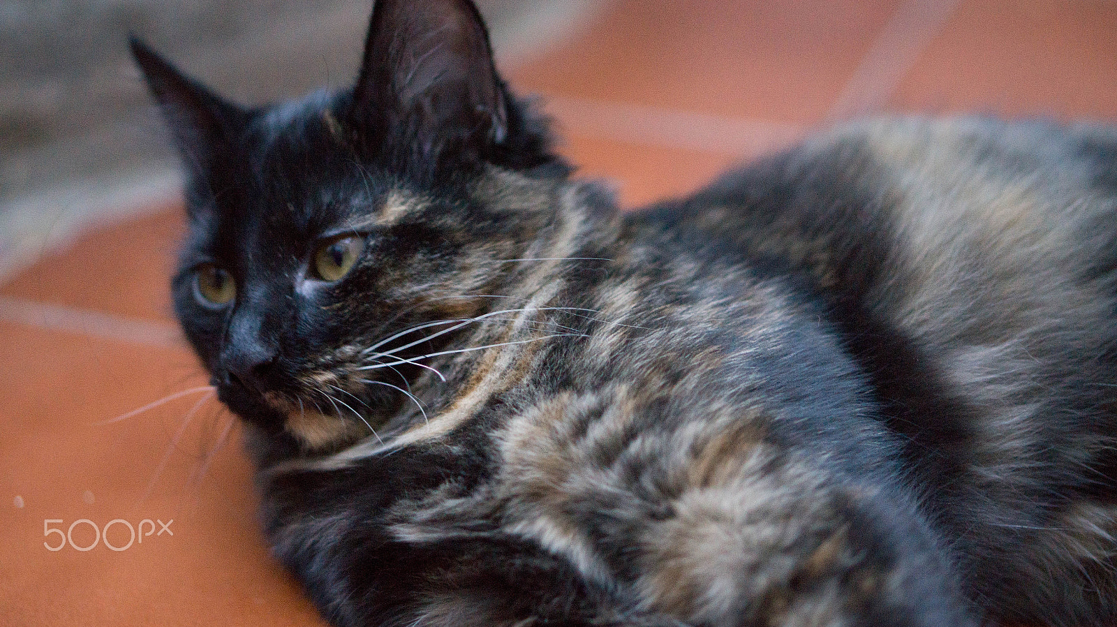 E 50mm F1.8 OSS sample photo. Chocotita photography