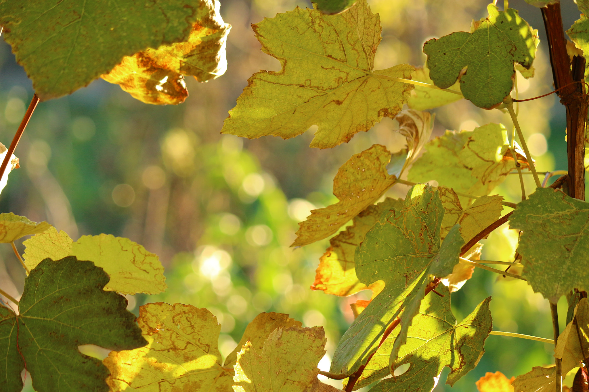 Canon EF-S 55-250mm F4-5.6 IS II sample photo. Yellow light photography