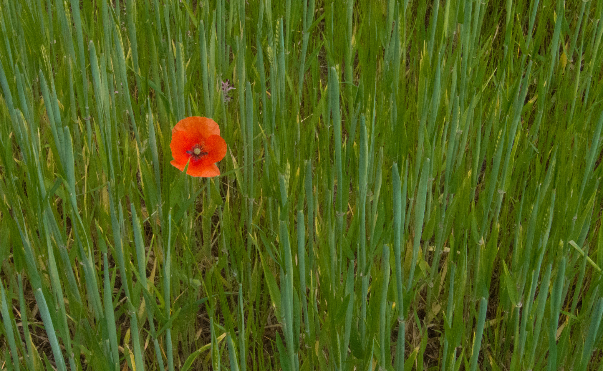 Olympus OM-D E-M5 sample photo. Perdu et seul photography