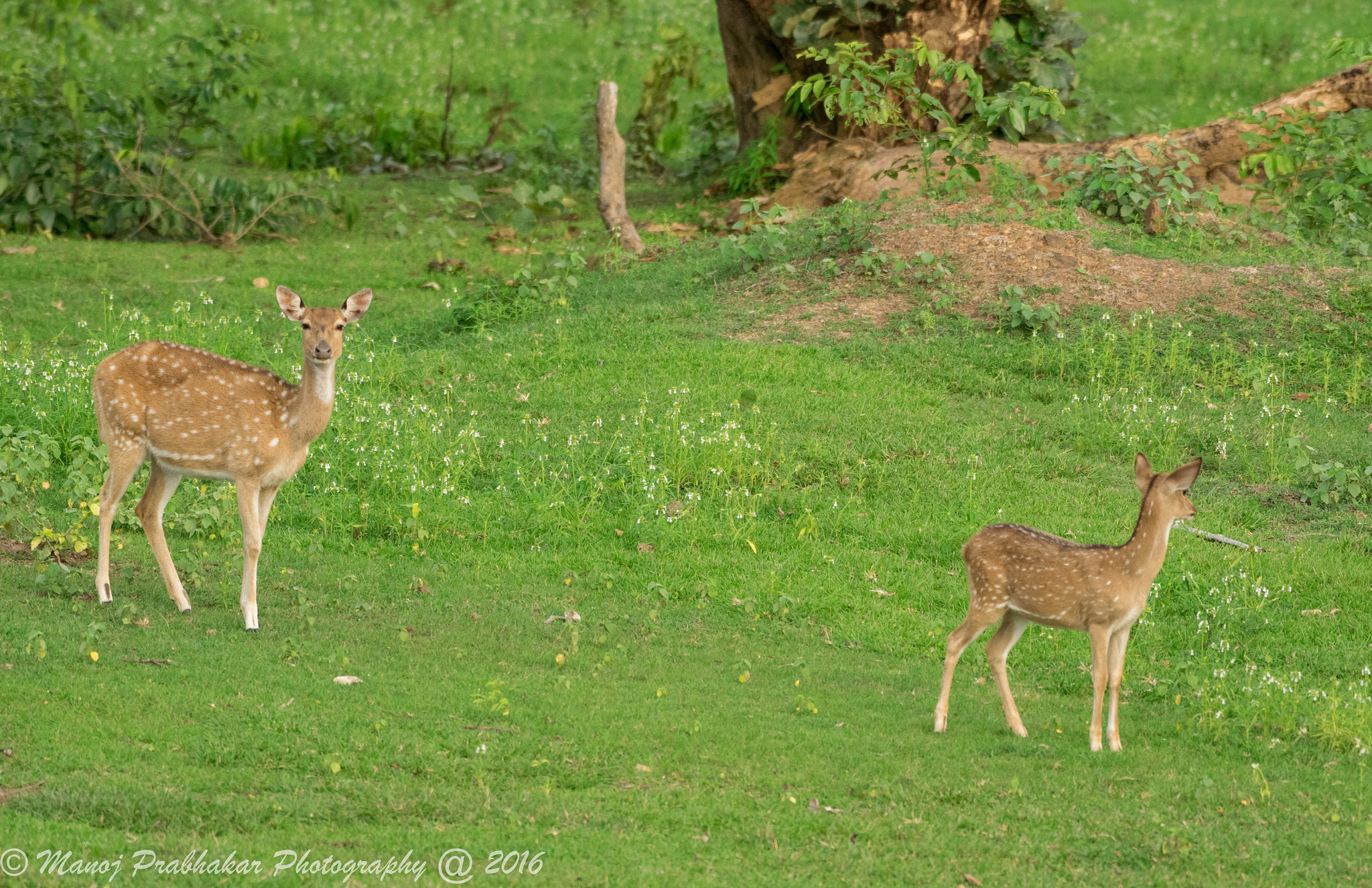 Nikon AF-S Nikkor 200-500mm F5.6E ED VR sample photo. Spotted deers photography