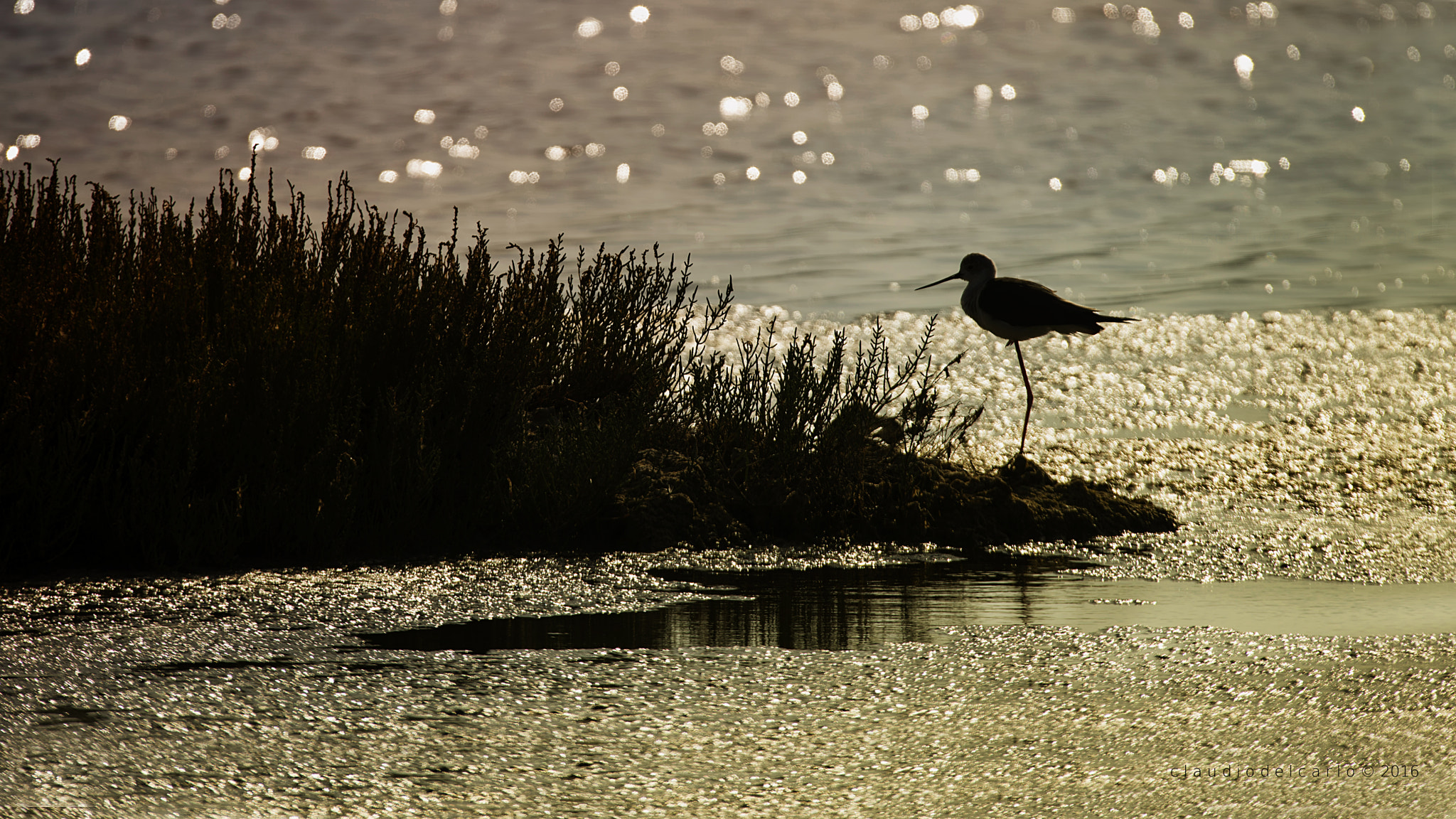Sigma 150-600mm F5-6.3 DG OS HSM | S sample photo. 310716_5232.jpg photography