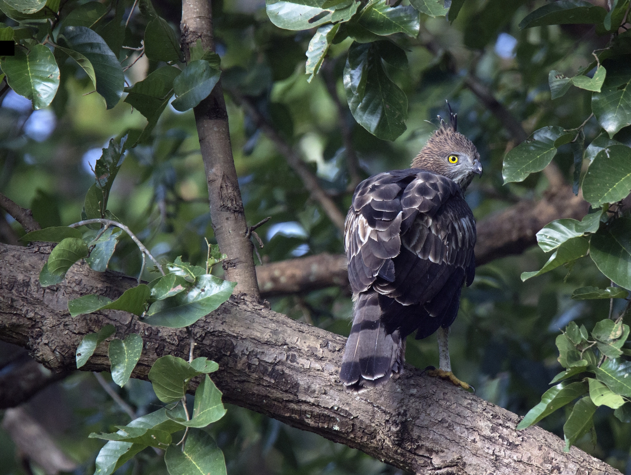 Tamron SP 150-600mm F5-6.3 Di VC USD sample photo. Kanha national  park photography