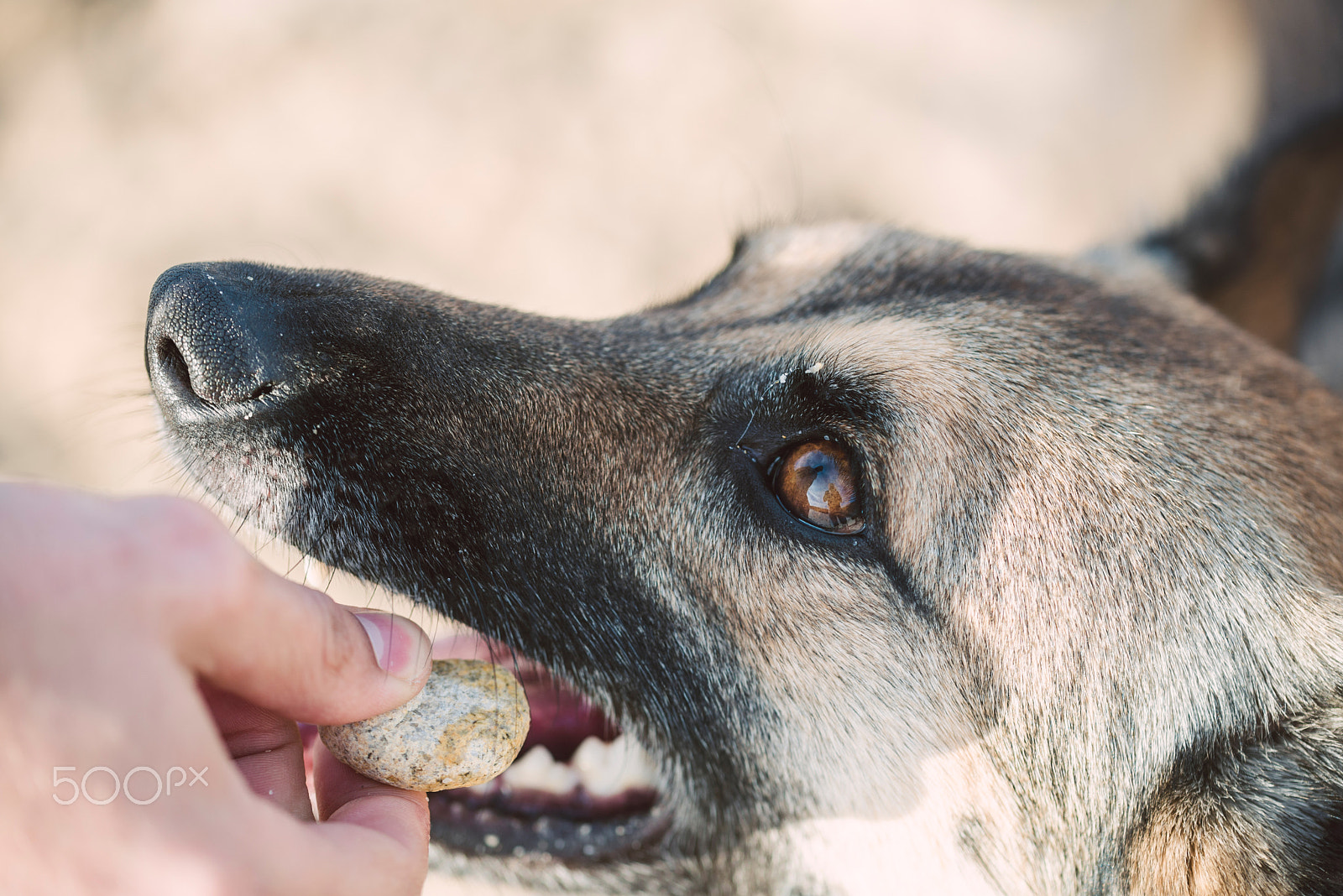Nikon D610 sample photo. German shepherd dog biting a little stone photography