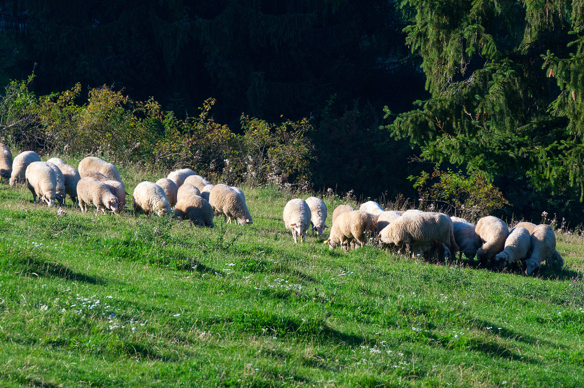 Tamron SP 70-300mm F4-5.6 Di USD sample photo. Sheep... photography