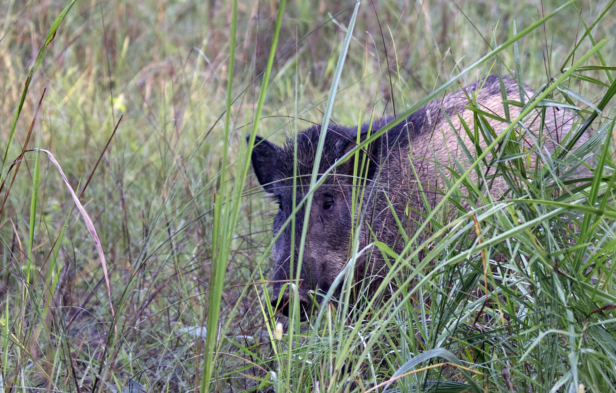 Tamron SP 150-600mm F5-6.3 Di VC USD sample photo. Kanha national  park photography