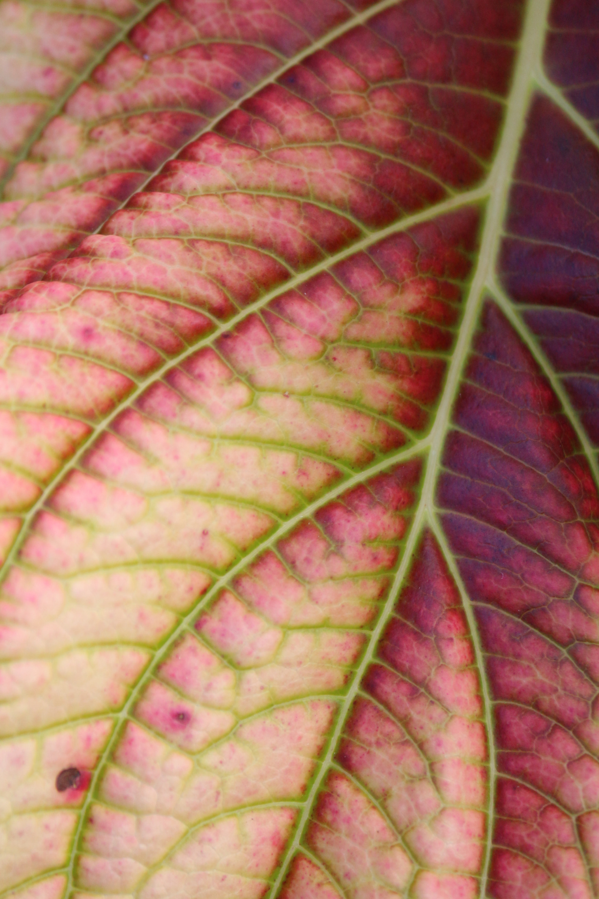Canon EF-S 55-250mm F4-5.6 IS II sample photo. Hortensia's veins photography