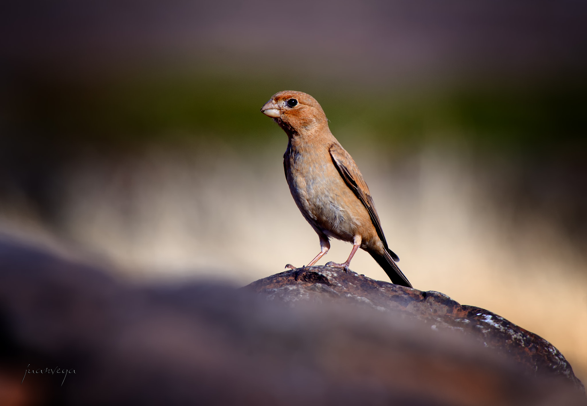 Sony 75-300mm F4.5-5.6 sample photo. Camachuelo photography
