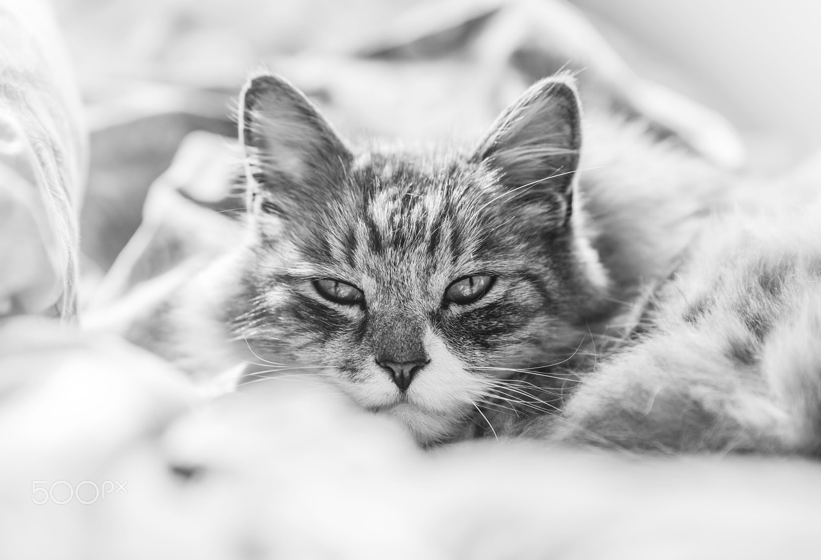 Sony a7R II + Tamron SP 70-200mm F2.8 Di VC USD sample photo. Soft kitty photography
