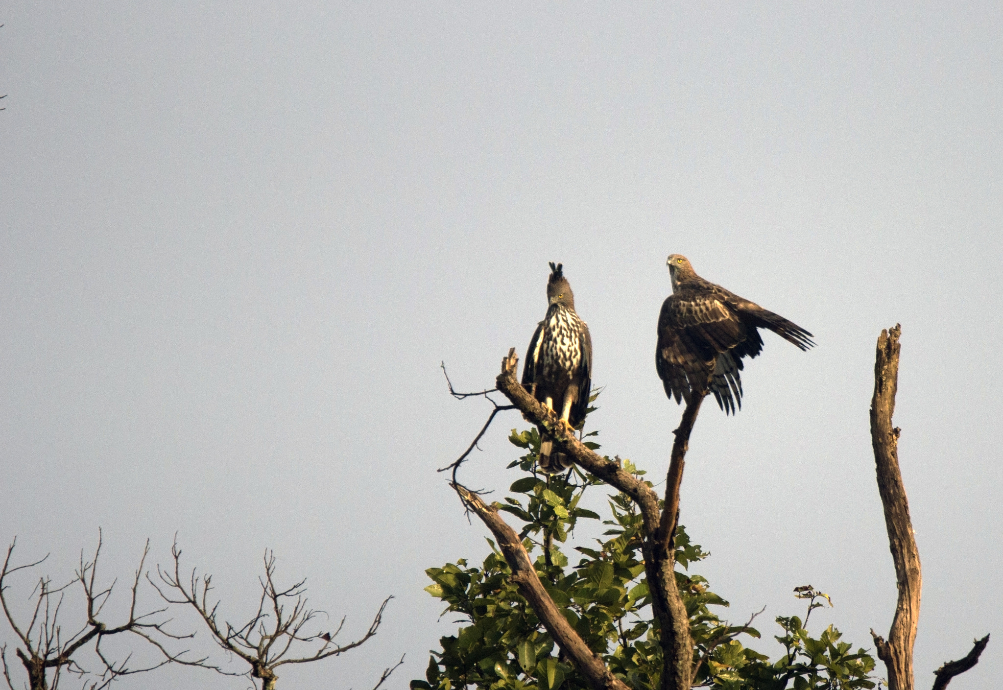 Tamron SP 150-600mm F5-6.3 Di VC USD sample photo. Kanha national  park photography