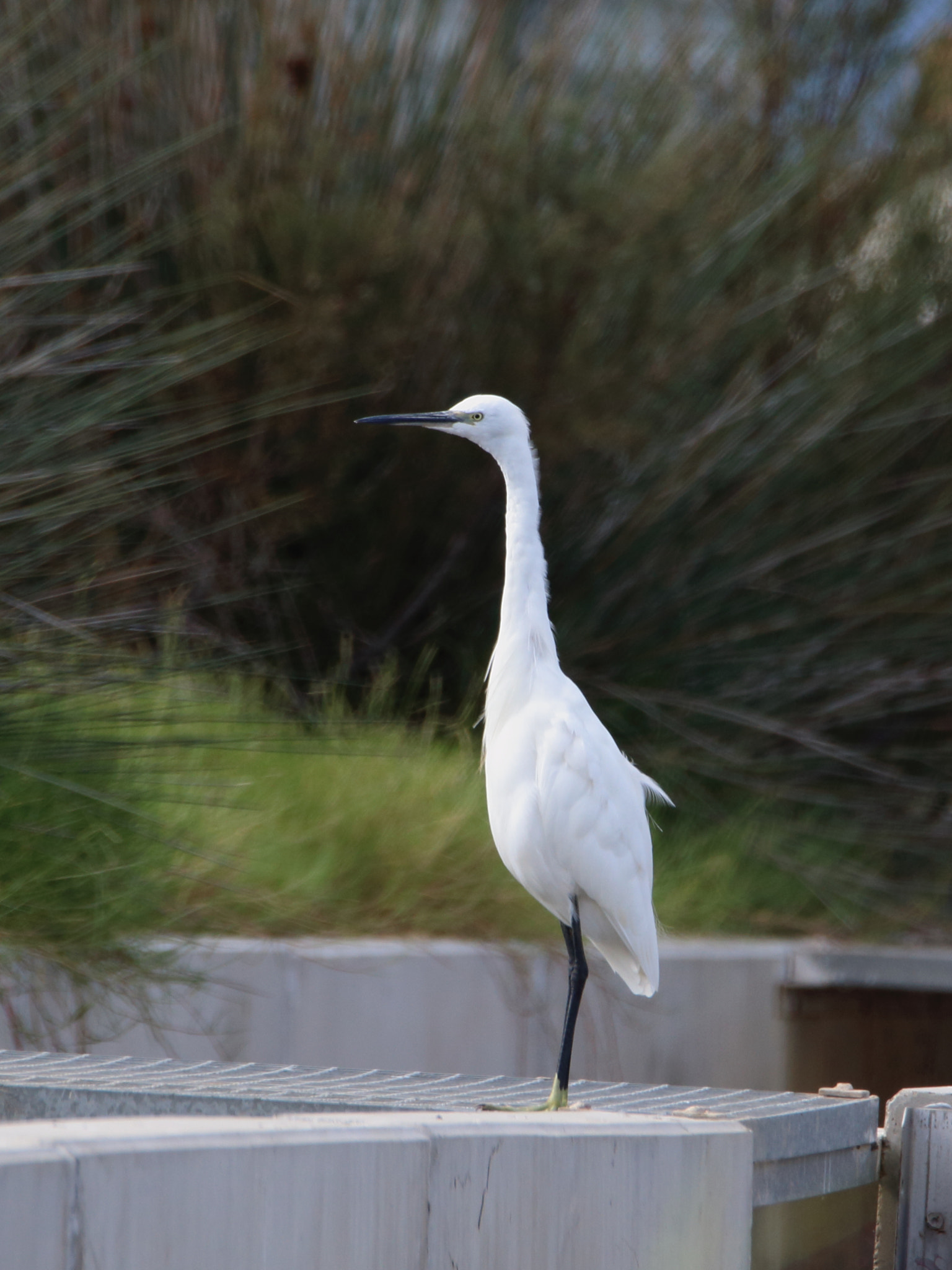 Tamron SP 150-600mm F5-6.3 Di VC USD sample photo. Egretta garzetta (garceta común) photography