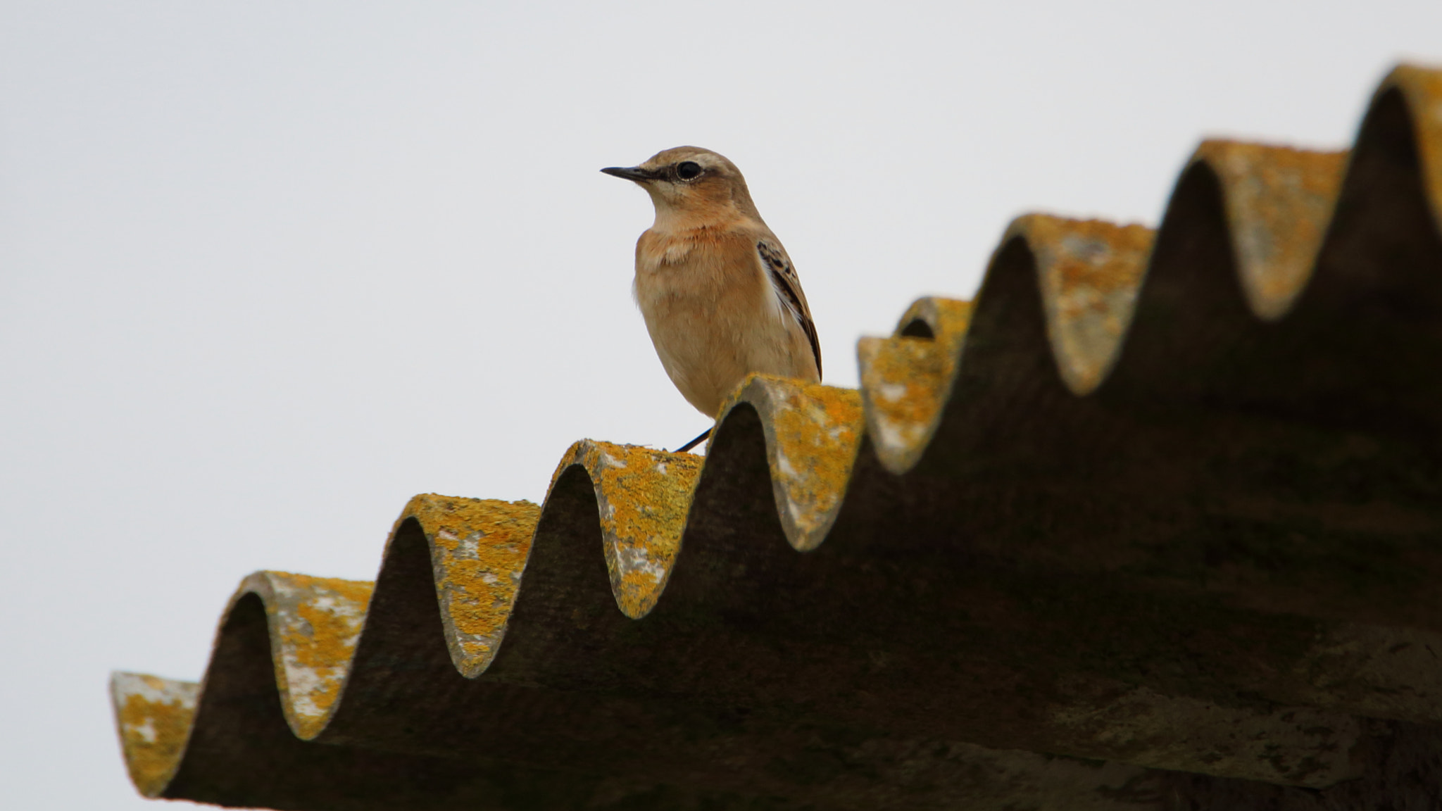 Tamron SP 150-600mm F5-6.3 Di VC USD sample photo. Oenanthe oenanthe (collalba gris) photography