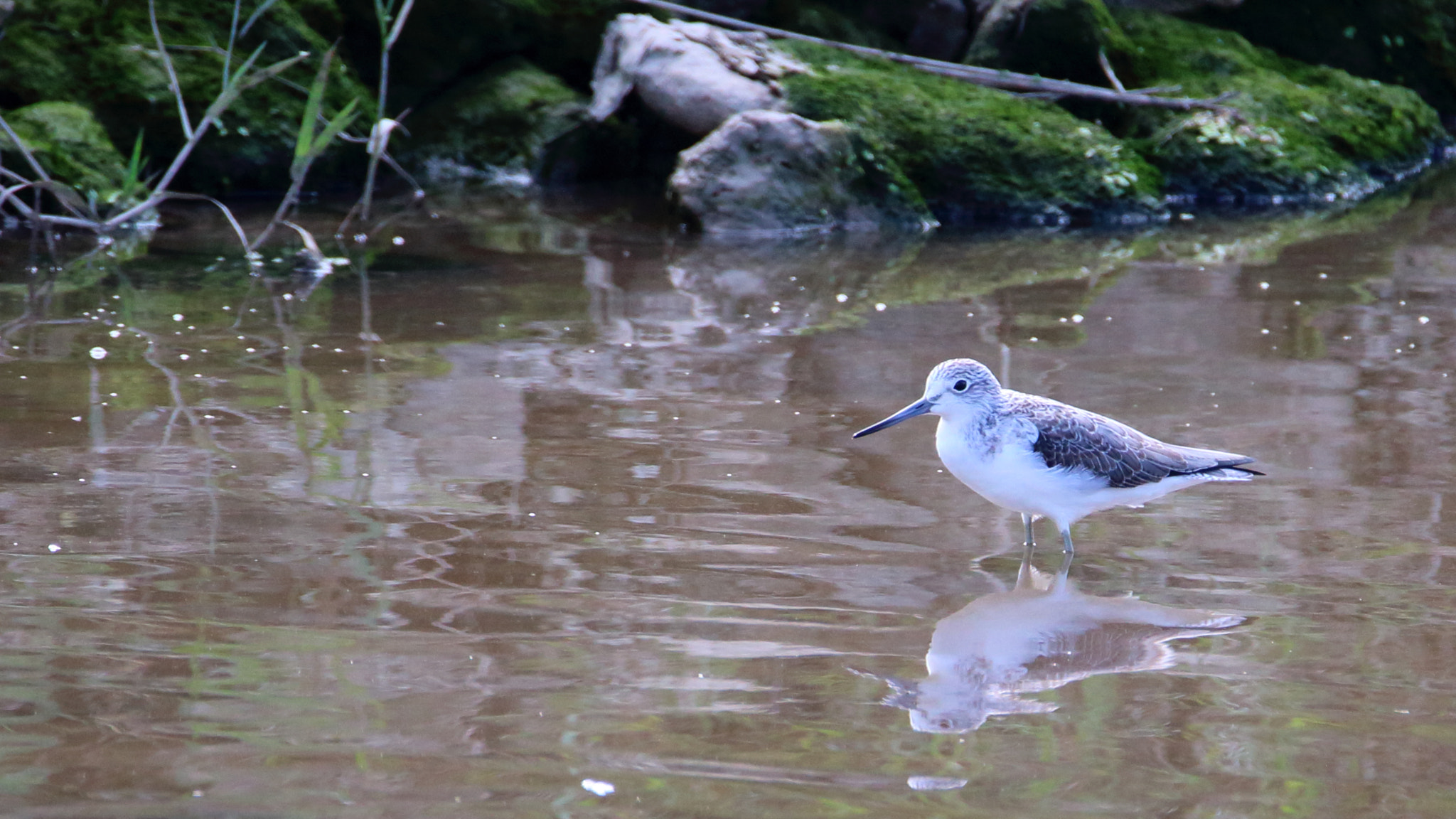 Tamron SP 150-600mm F5-6.3 Di VC USD sample photo. Tringa nebularia (archibebe claro) photography