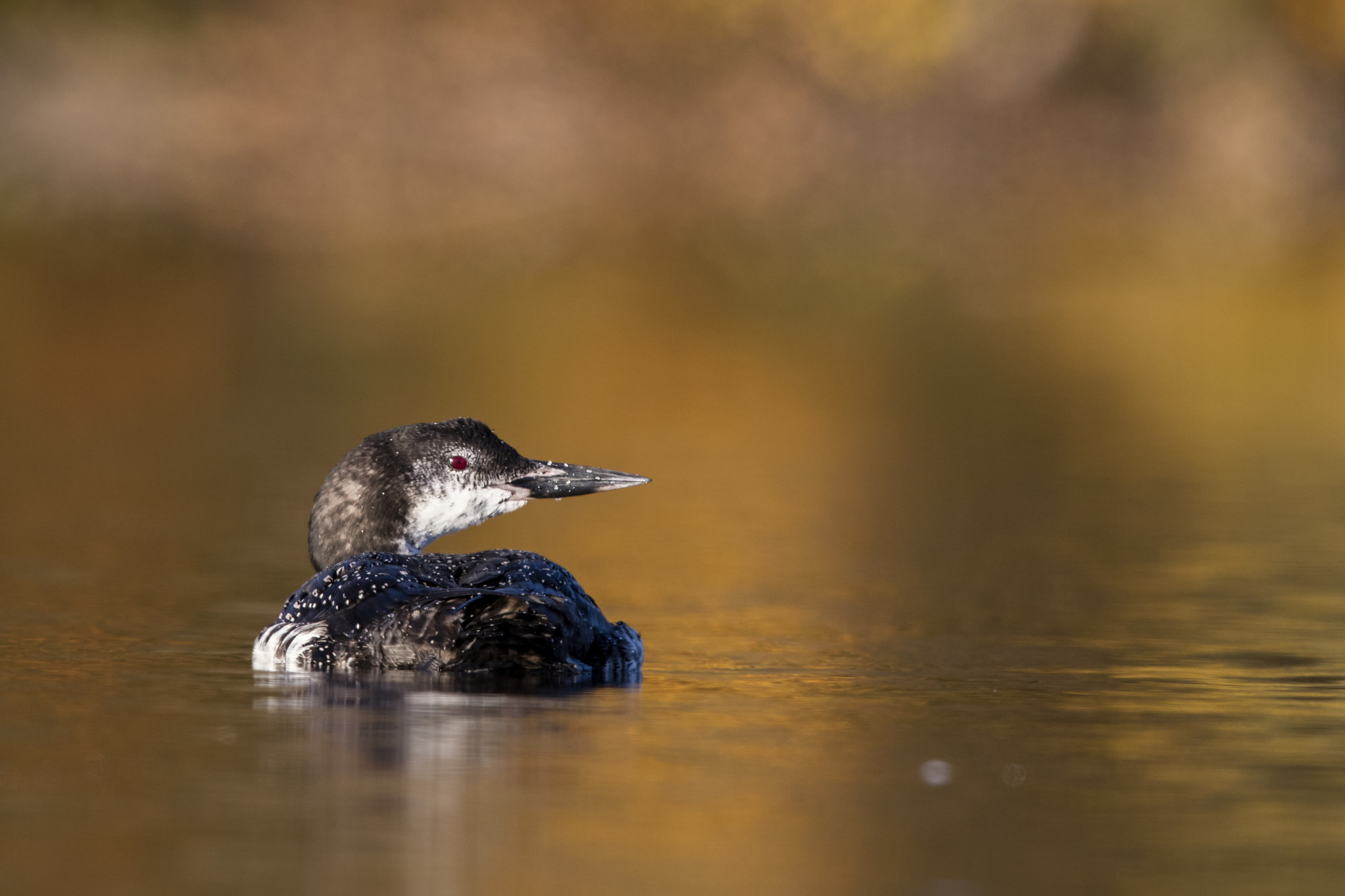 Canon EOS 5DS R + Canon EF 600mm F4L IS II USM sample photo. Common loon / plongeon huard photography